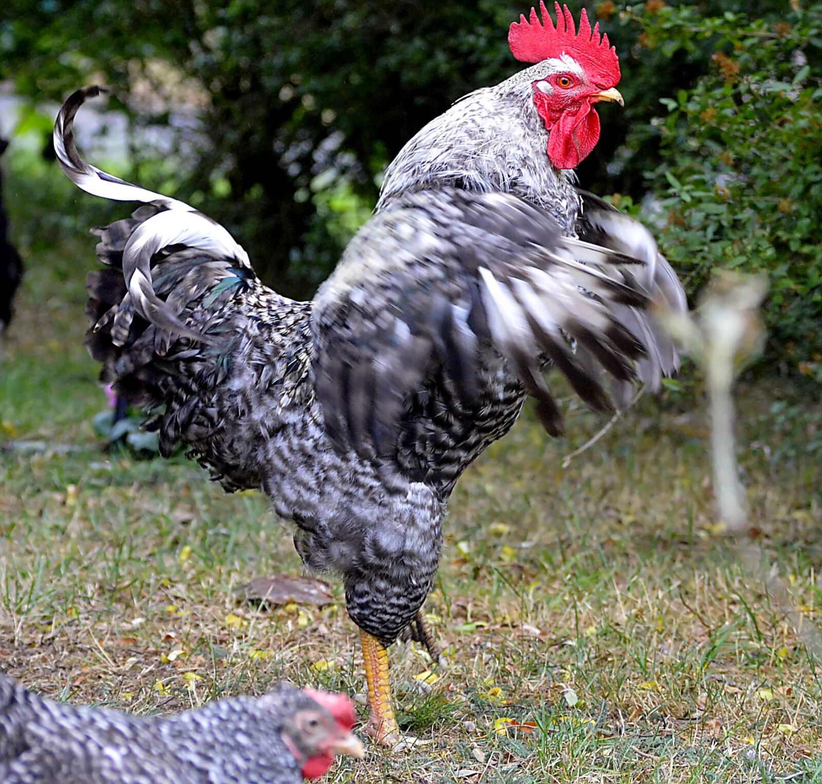 Nikon D3200 sample photo. Hahn, bird, poultry photography