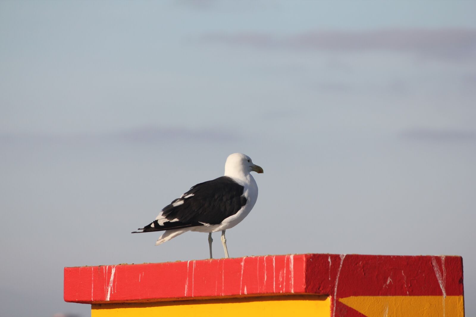 Canon EOS 550D (EOS Rebel T2i / EOS Kiss X4) sample photo. Bird, inspiration, seagull photography