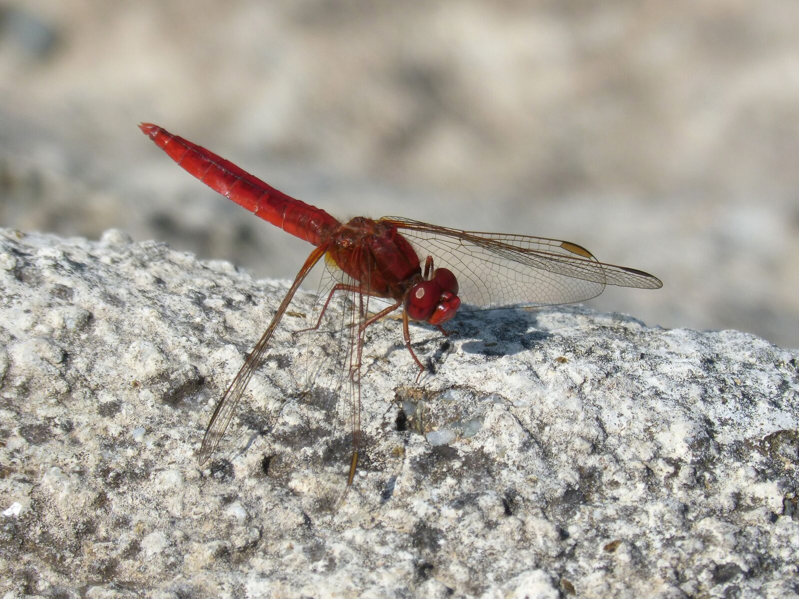 Panasonic DMC-FZ62 sample photo. Dragonfly, red dragonfly, erythraea photography