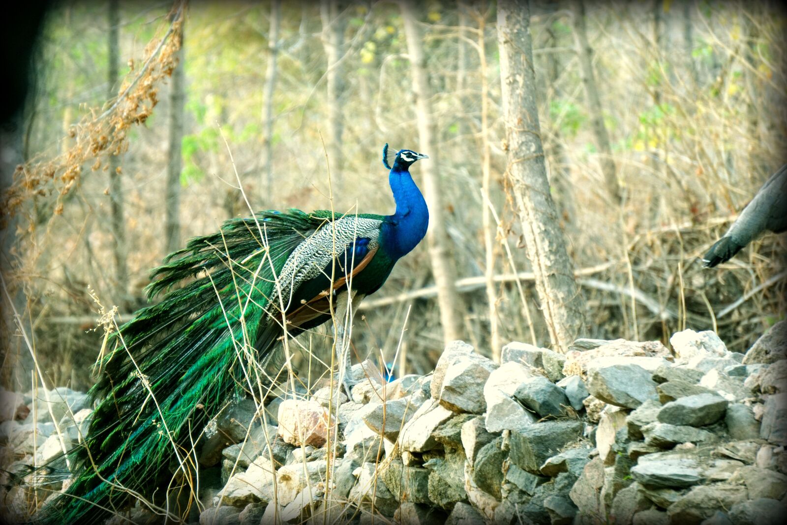 Sony a6000 sample photo. Peacock, indian, wildlife photography