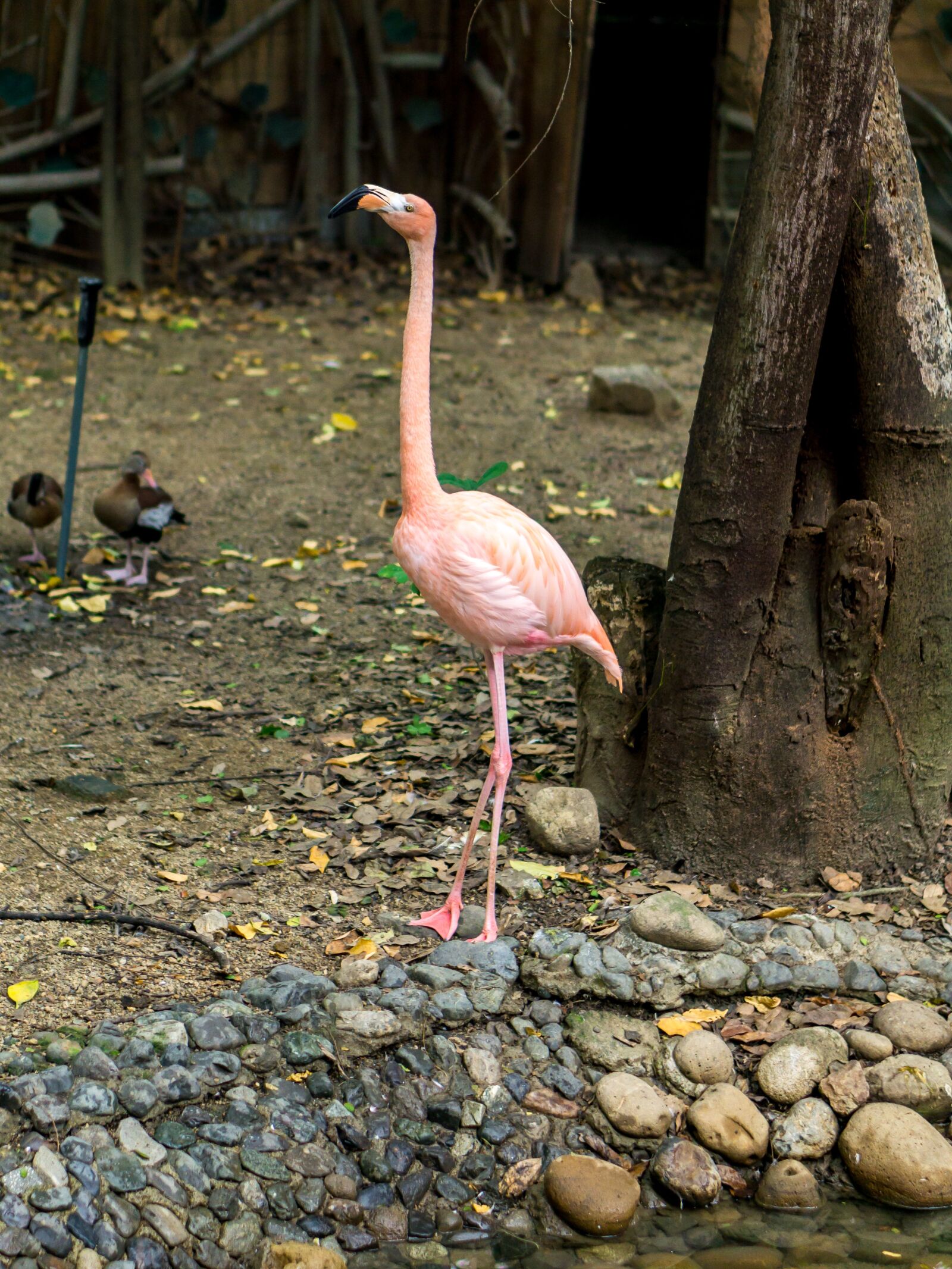 E 50mm F1.8 OSS sample photo. Flamingo, grass, nature photography