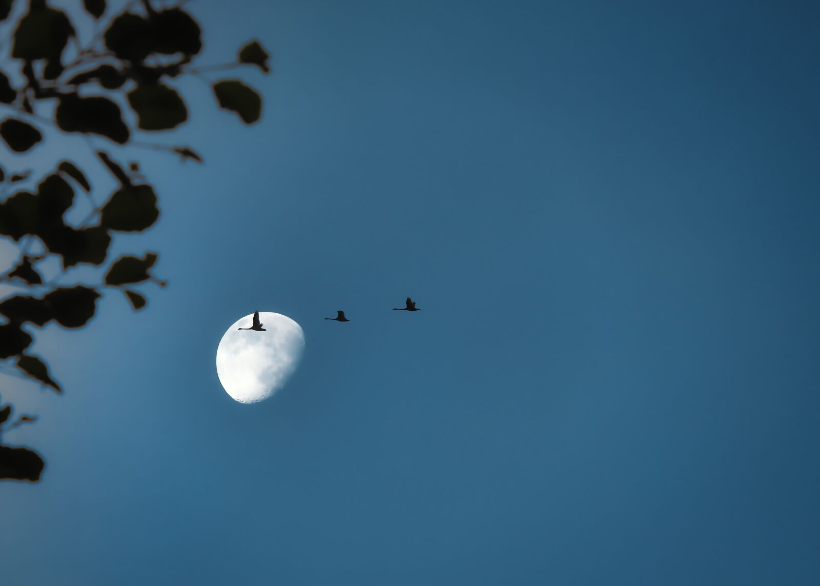 Canon EOS 77D (EOS 9000D / EOS 770D) sample photo. Migratory birds, cranes, moon photography