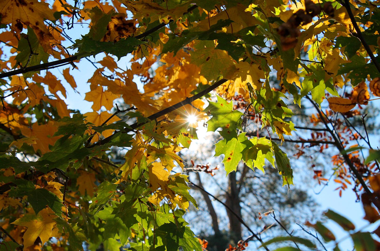 Canon EOS 1100D (EOS Rebel T3 / EOS Kiss X50) sample photo. Autumn, sun, autumn leaves photography