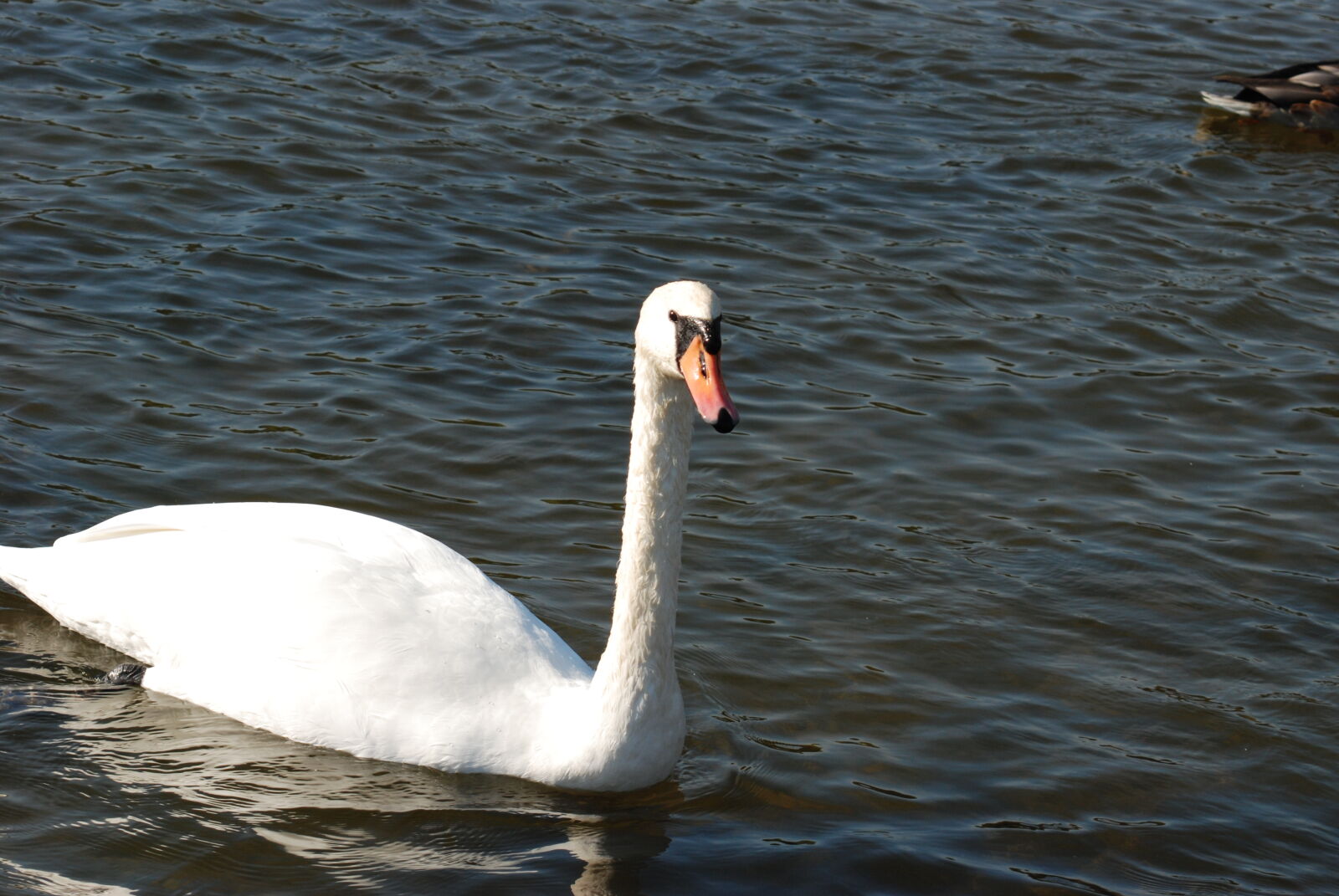 Nikon D80 sample photo