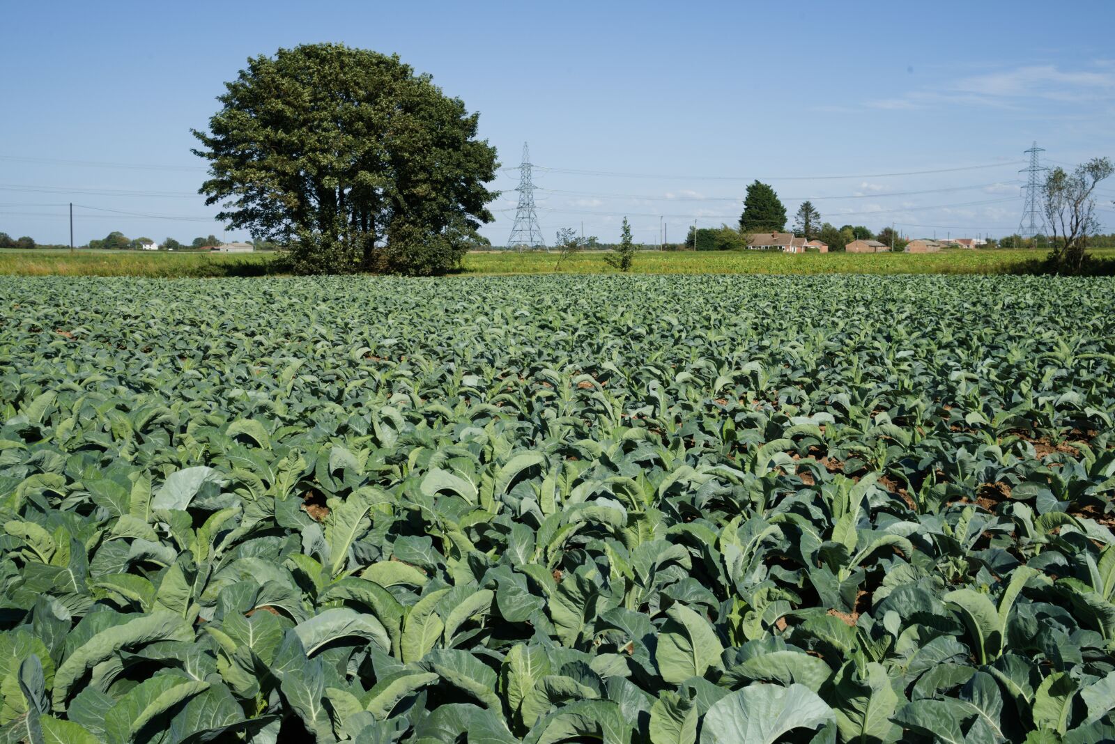 Sony Vario Tessar T* FE 24-70mm F4 ZA OSS sample photo. Lincolnshire, farm, field cabbages photography