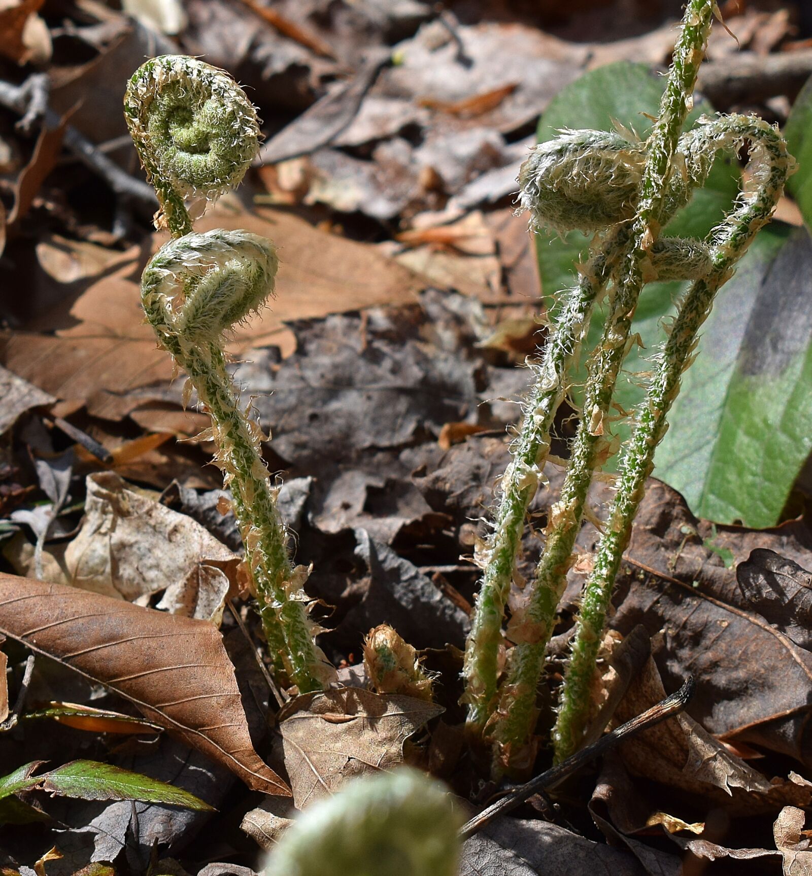 Nikon D3300 sample photo. Ferns unfurling, ferns, plant photography
