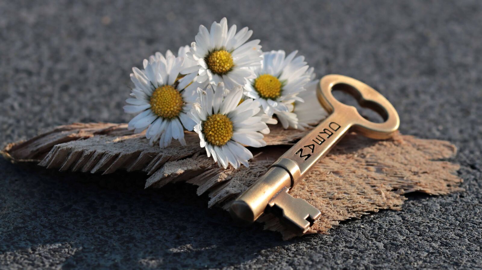 Canon EOS 80D sample photo. Flower, key, concrete, still photography