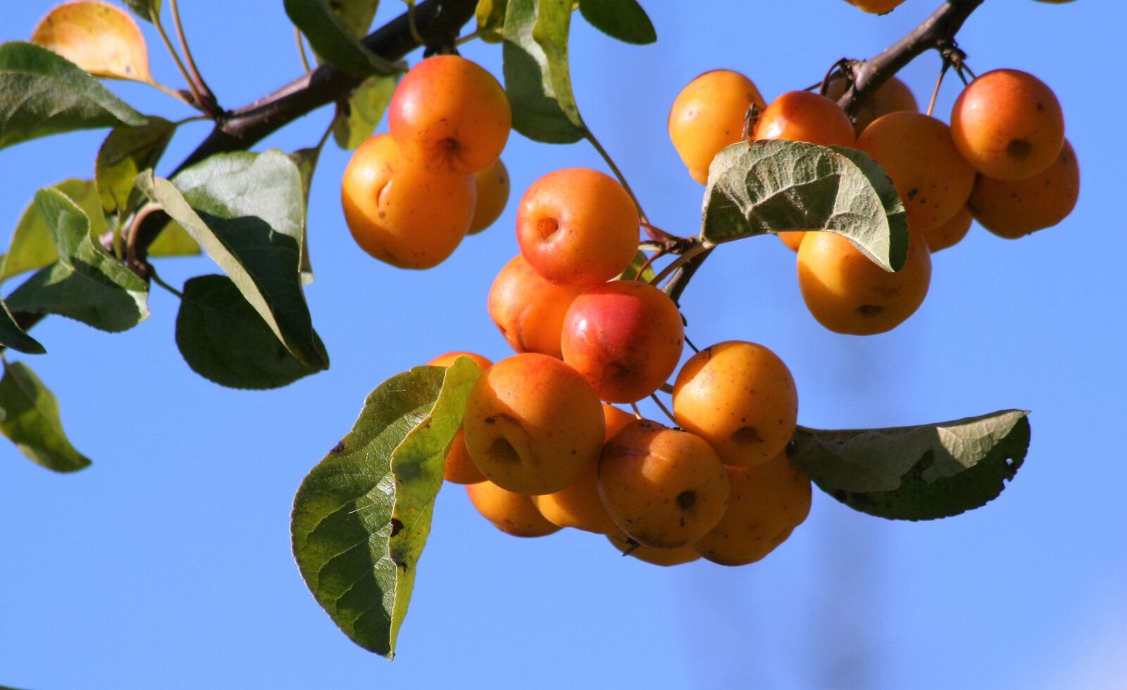 Canon EOS 350D (EOS Digital Rebel XT / EOS Kiss Digital N) sample photo. Fruit, nature, branch photography