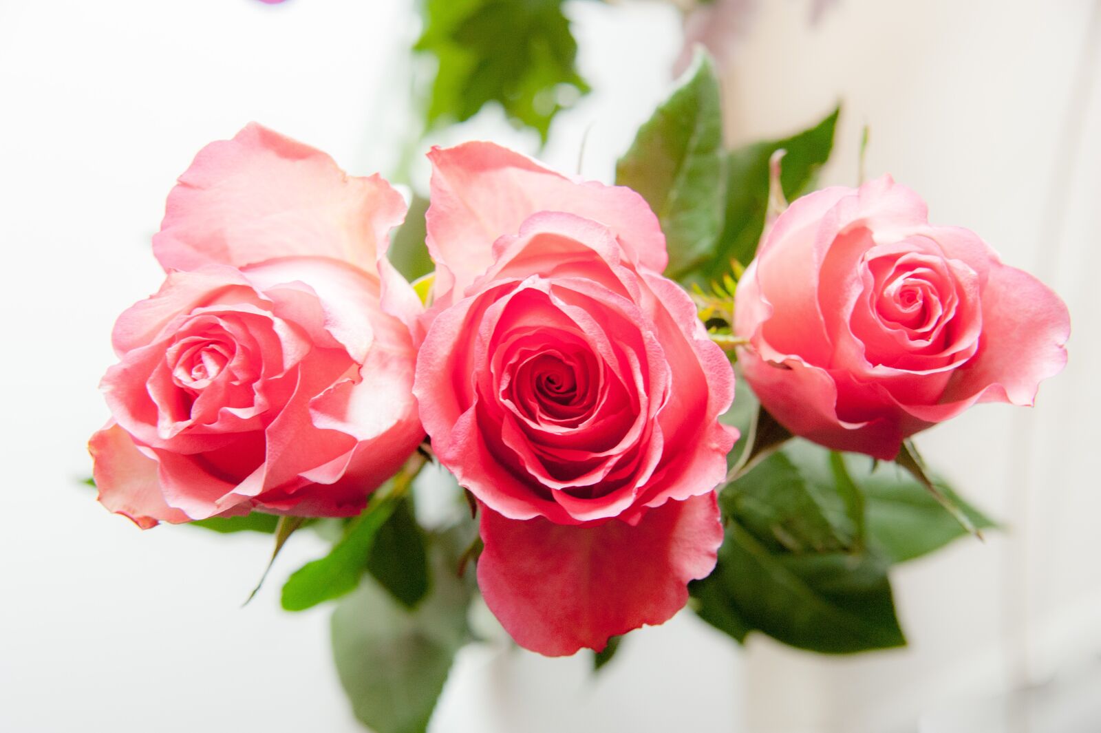 Nikon D700 sample photo. Roses, three, petals photography