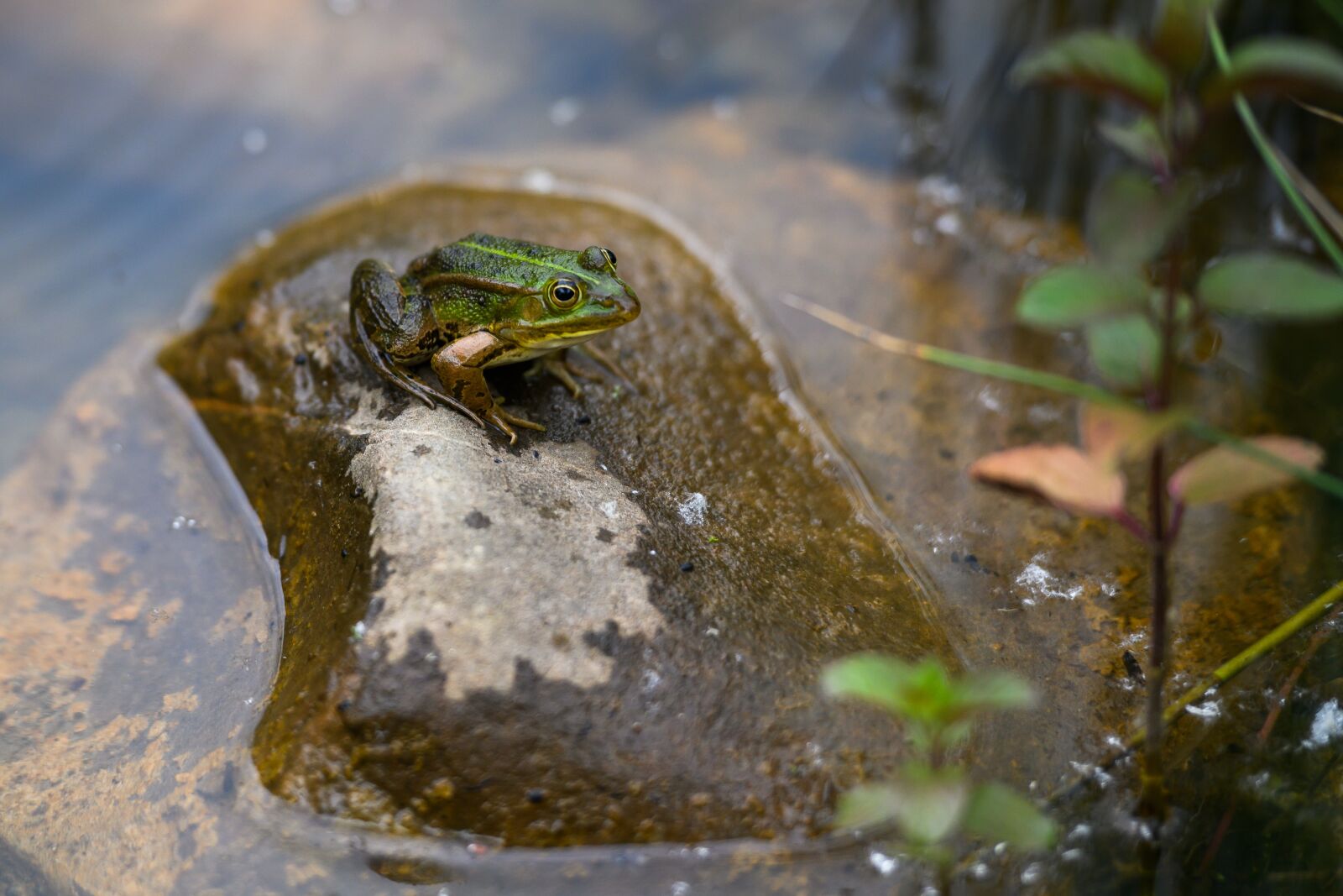 Nikon Z7 sample photo. Frog, stone, pond photography