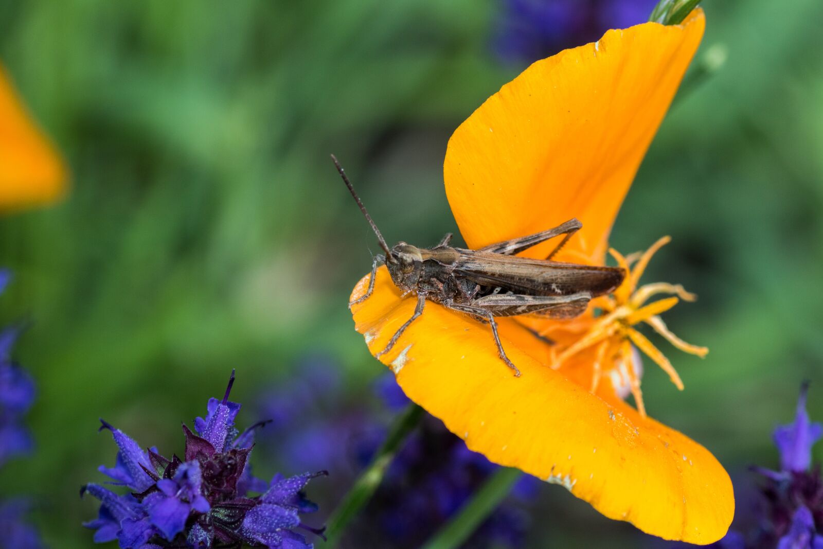Canon EOS 7D Mark II sample photo. Brown grasshopper, grasshopper, caelifera photography