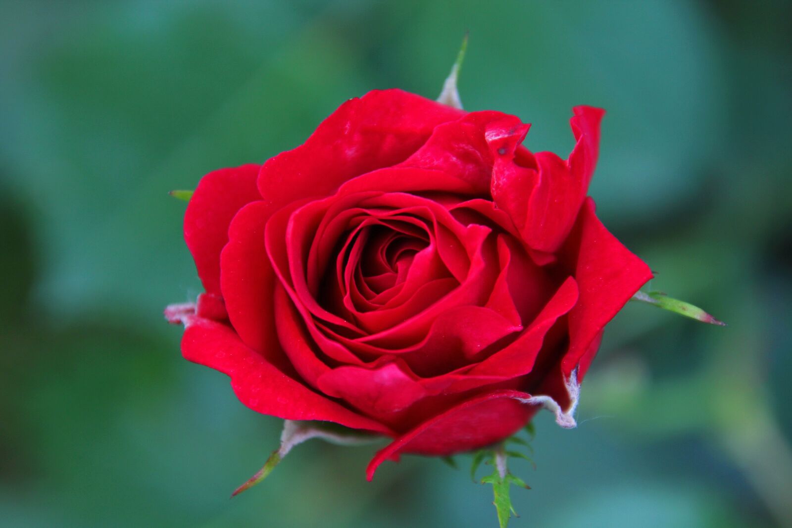Canon EOS 60D sample photo. Rose, roses, red photography