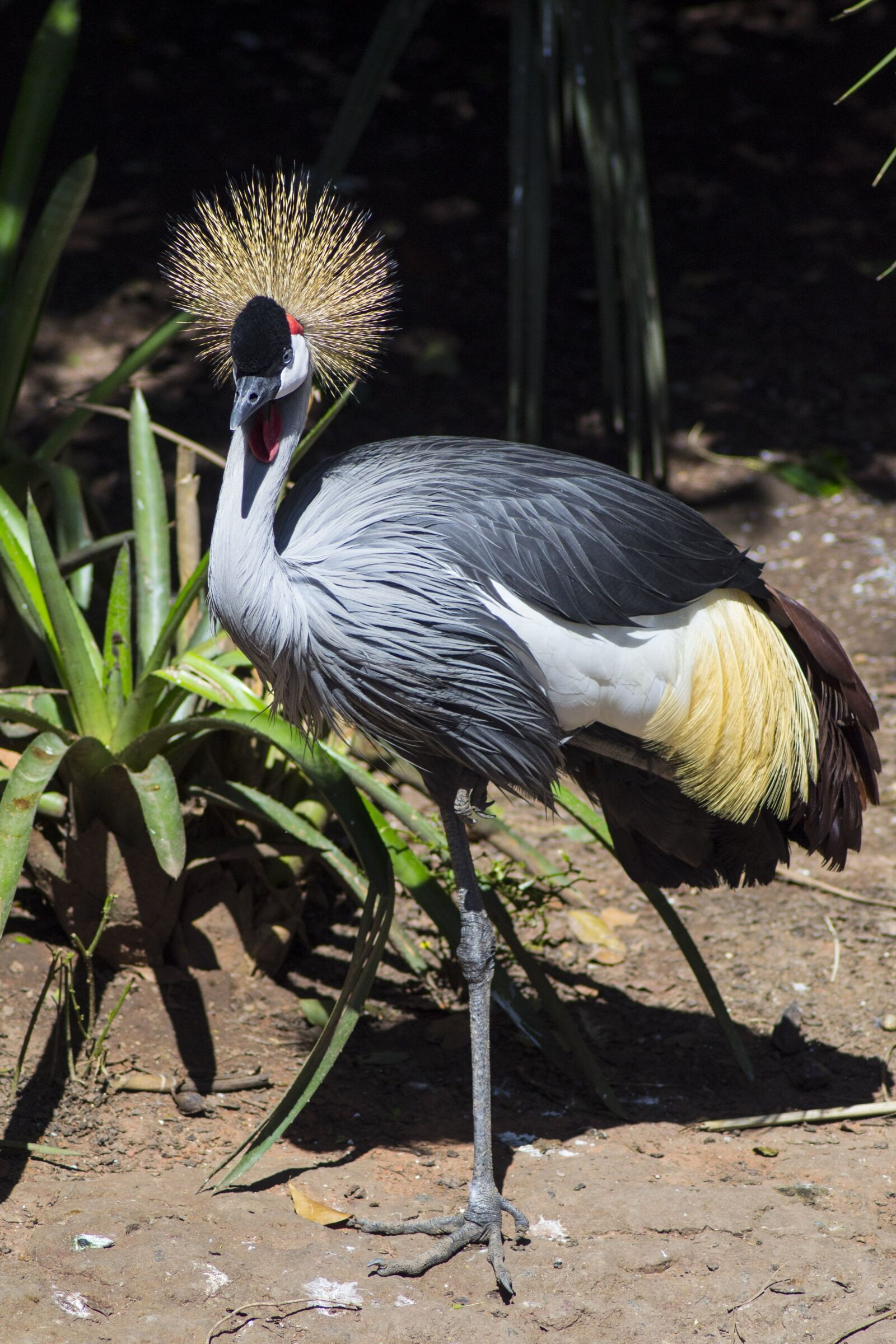 Nikon D3100 sample photo. Ave, captivity, animals photography
