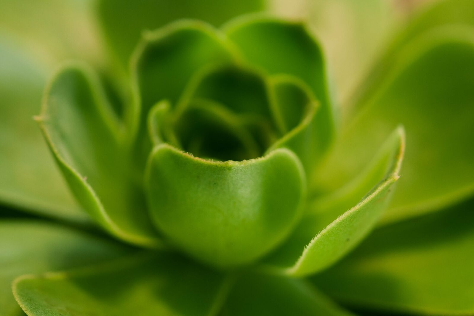 Nikon D90 sample photo. Flower, plant, green photography