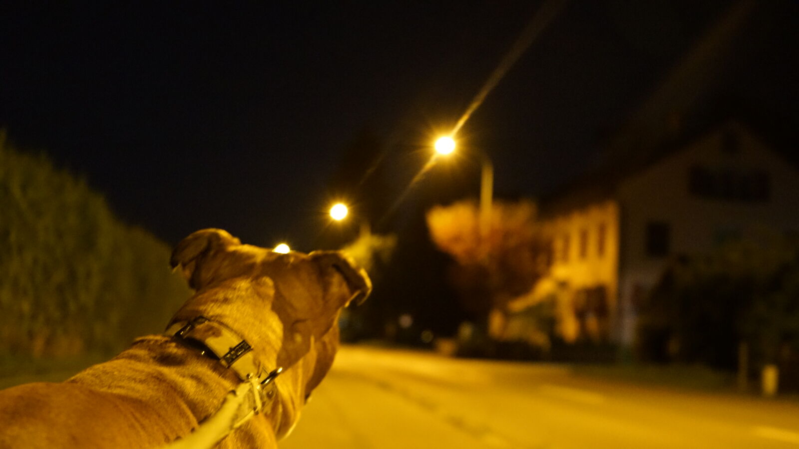 Sony FE 28-70mm F3.5-5.6 OSS sample photo. Dog, lights, night photography