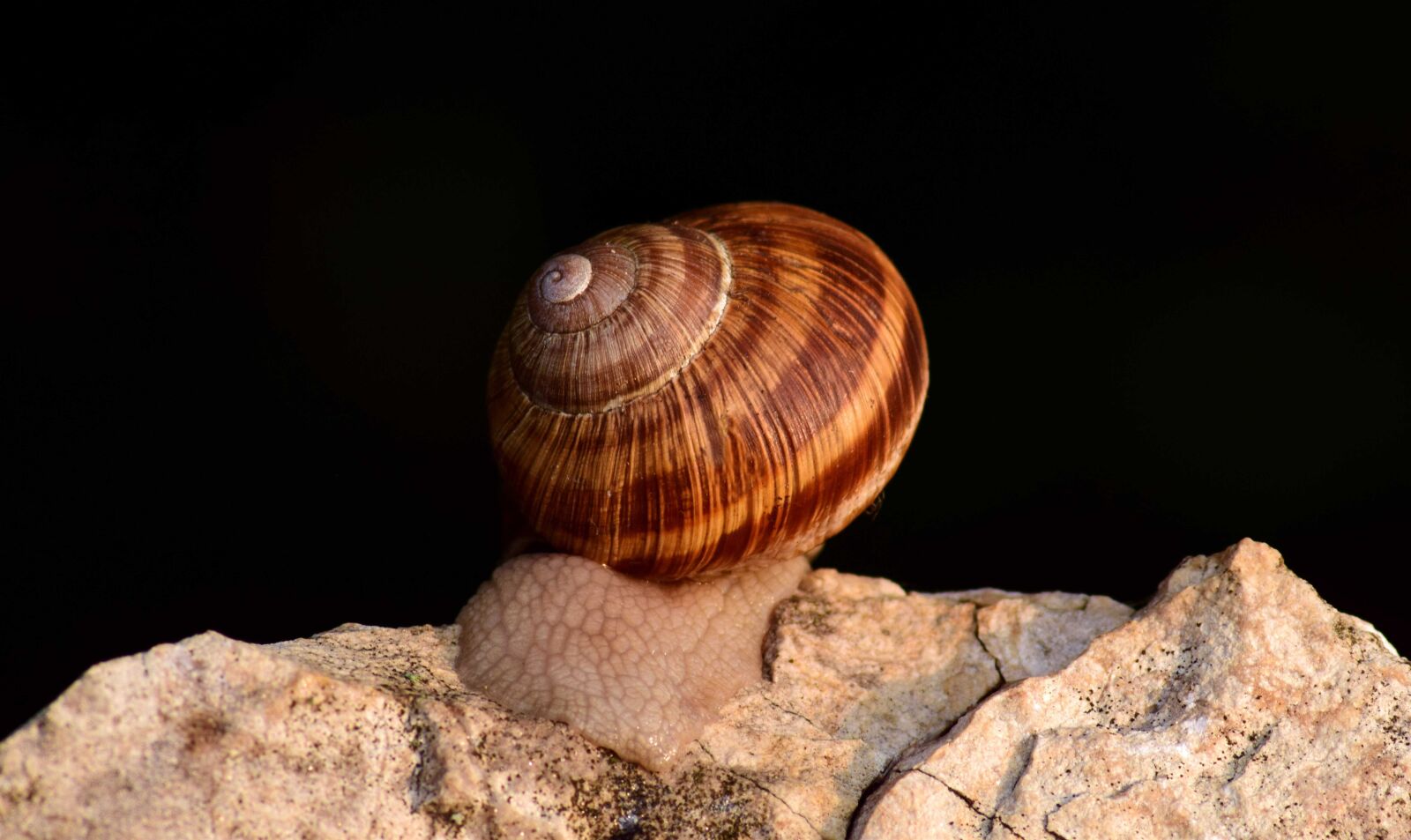 Nikon D3300 sample photo. Snail, animal, stone, brown photography