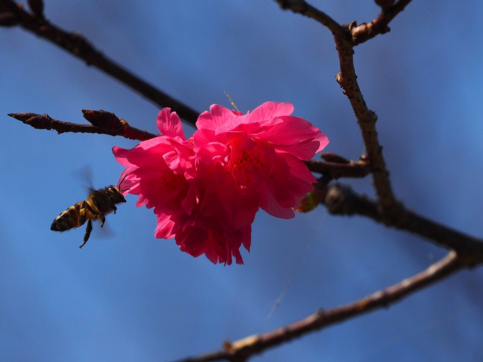 Olympus OM-D E-M1 sample photo. Eight y ng, bee photography