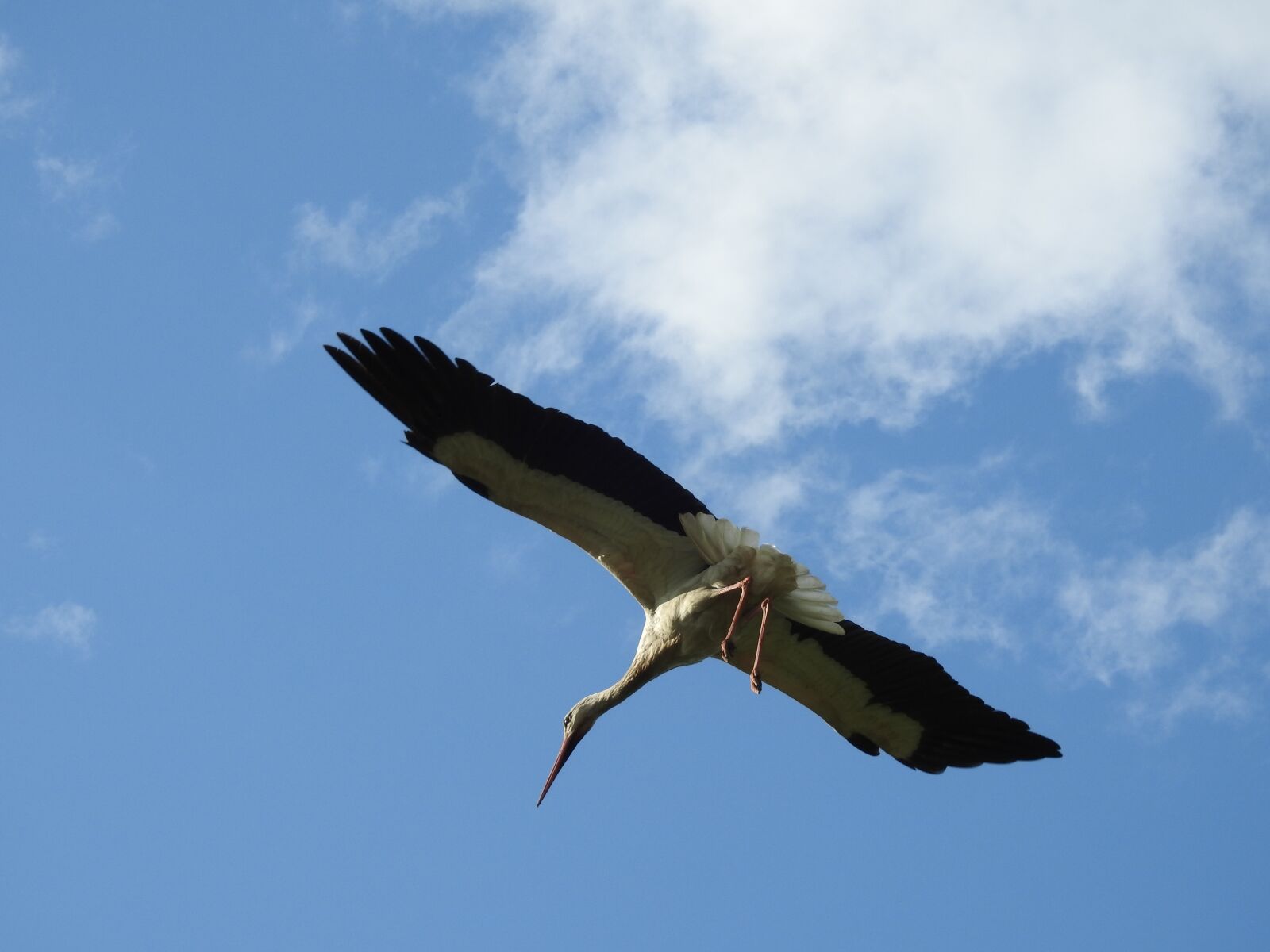 Nikon Coolpix P900 sample photo. Birds, nature, sky photography