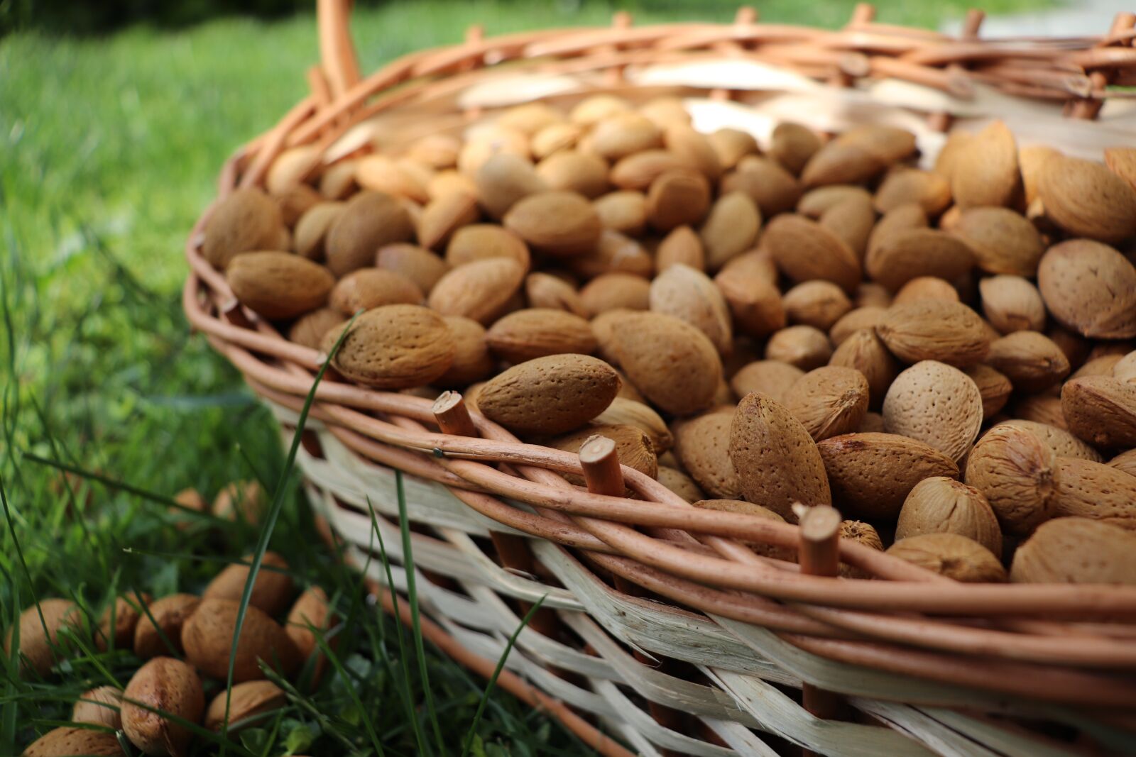 Canon EOS 800D (EOS Rebel T7i / EOS Kiss X9i) sample photo. Almonds, nuts, food photography