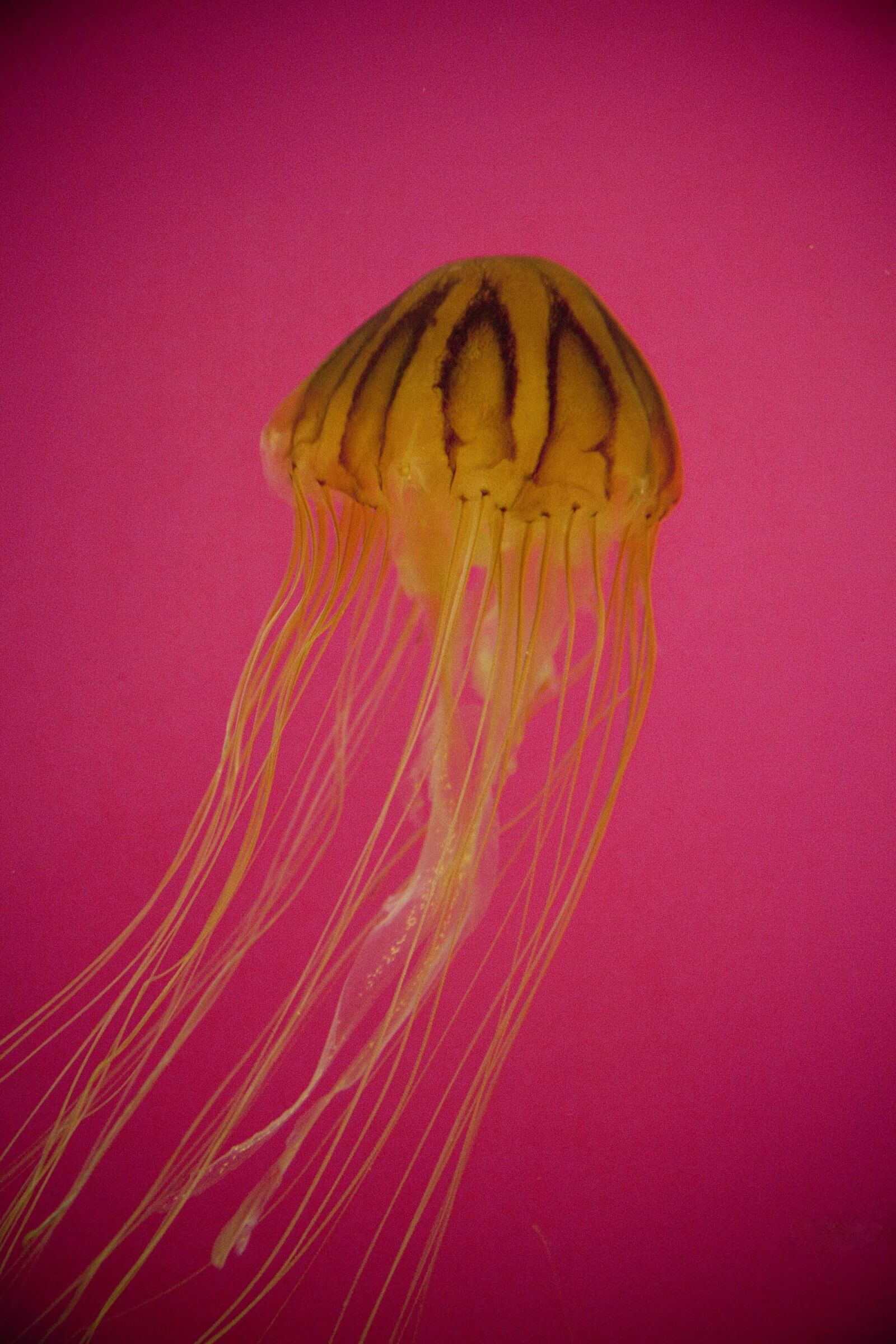 Canon EOS 5D Mark II sample photo. Jellyfish, aquarium, sea photography