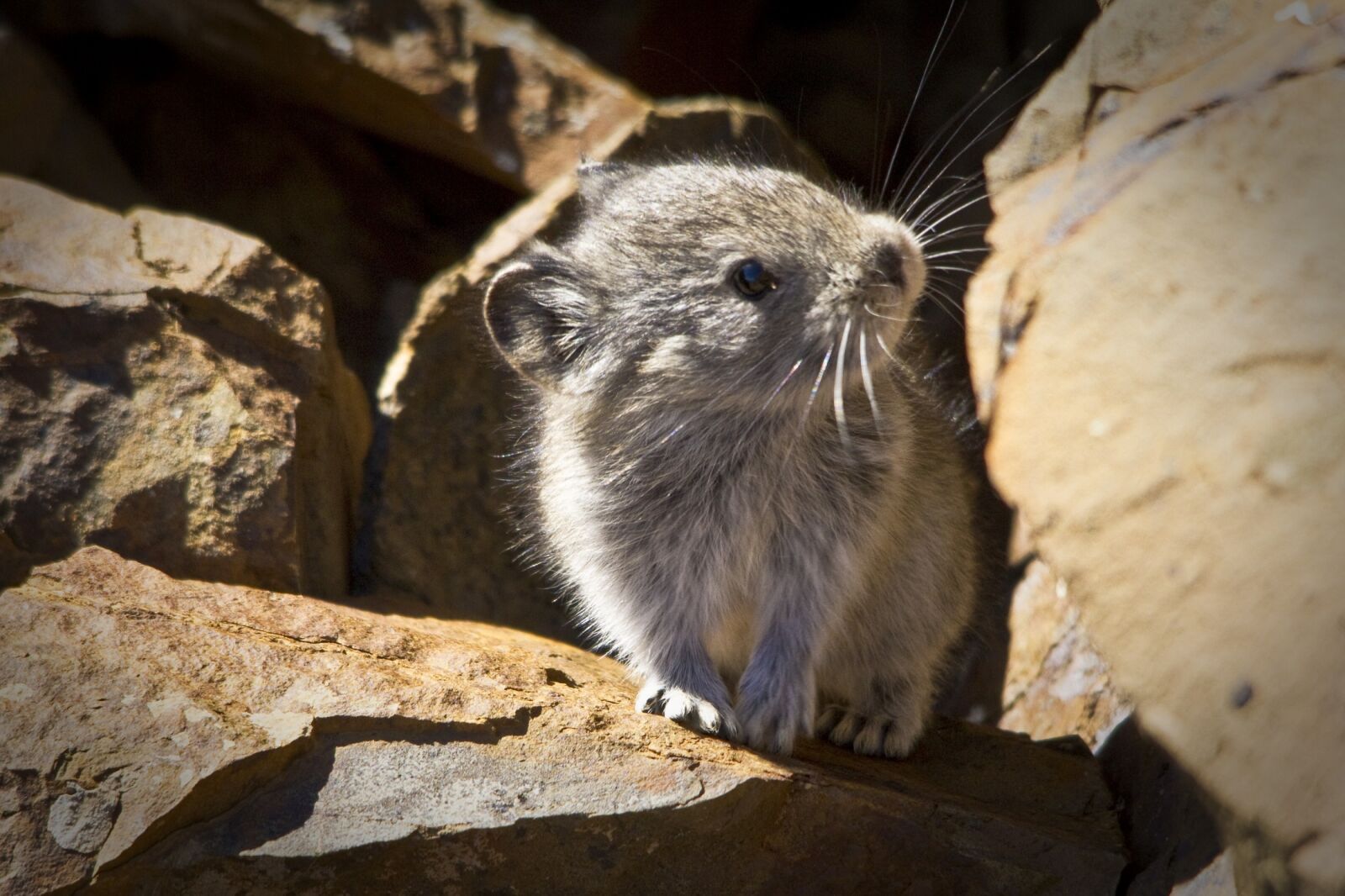 Canon EOS 7D sample photo. Collared pika, rocks, alpine photography