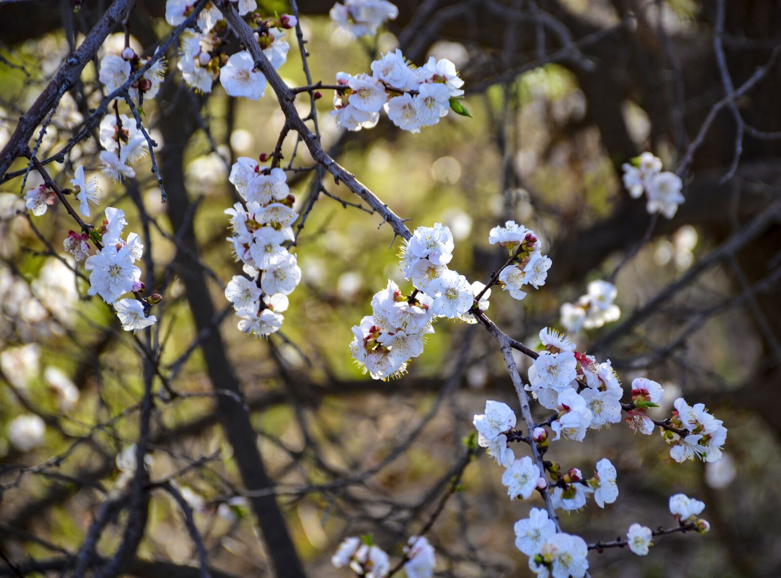 Nikon D7000 sample photo. White flower, apple flowers photography