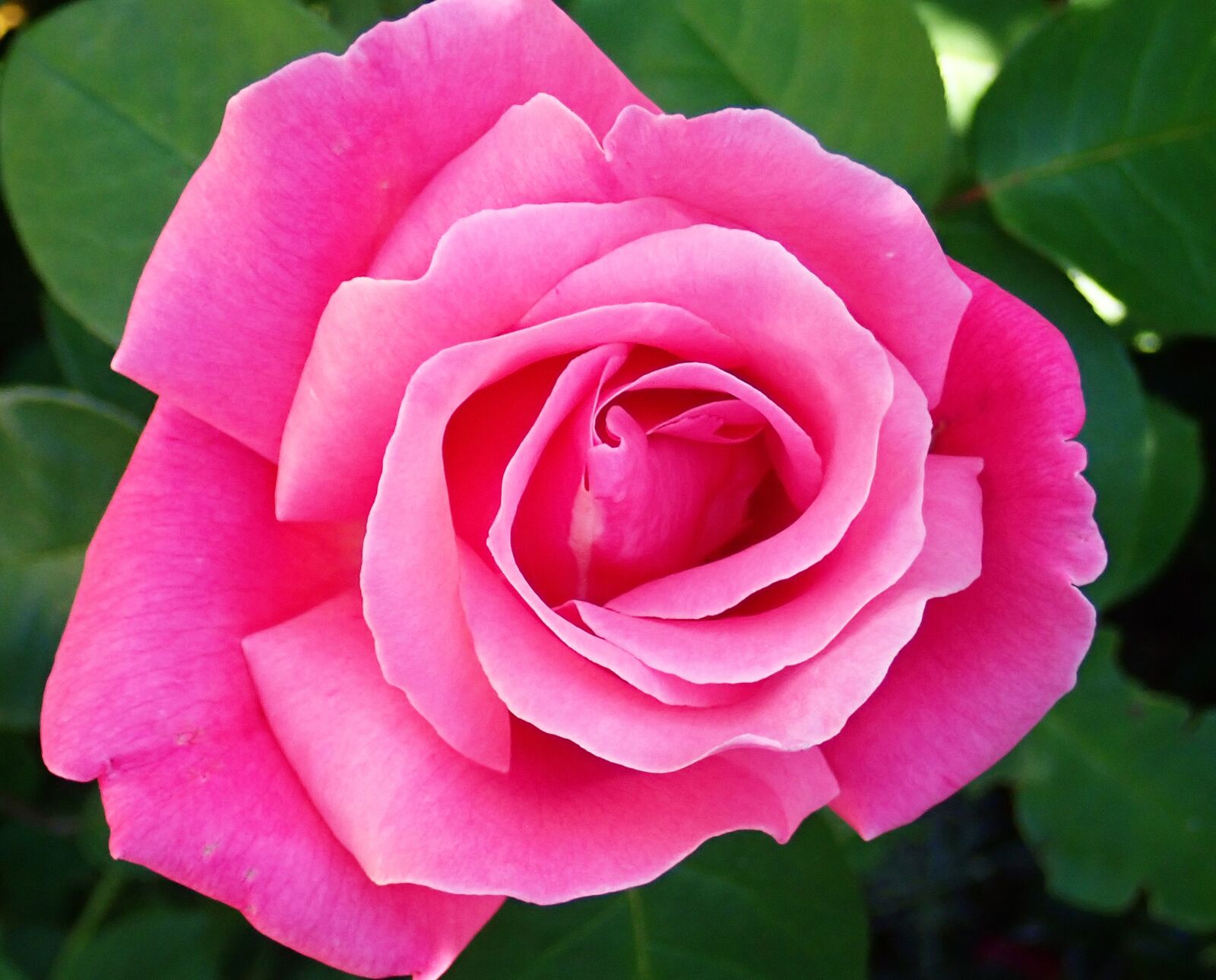 Olympus TG-5 sample photo. Flower, pink, rose photography