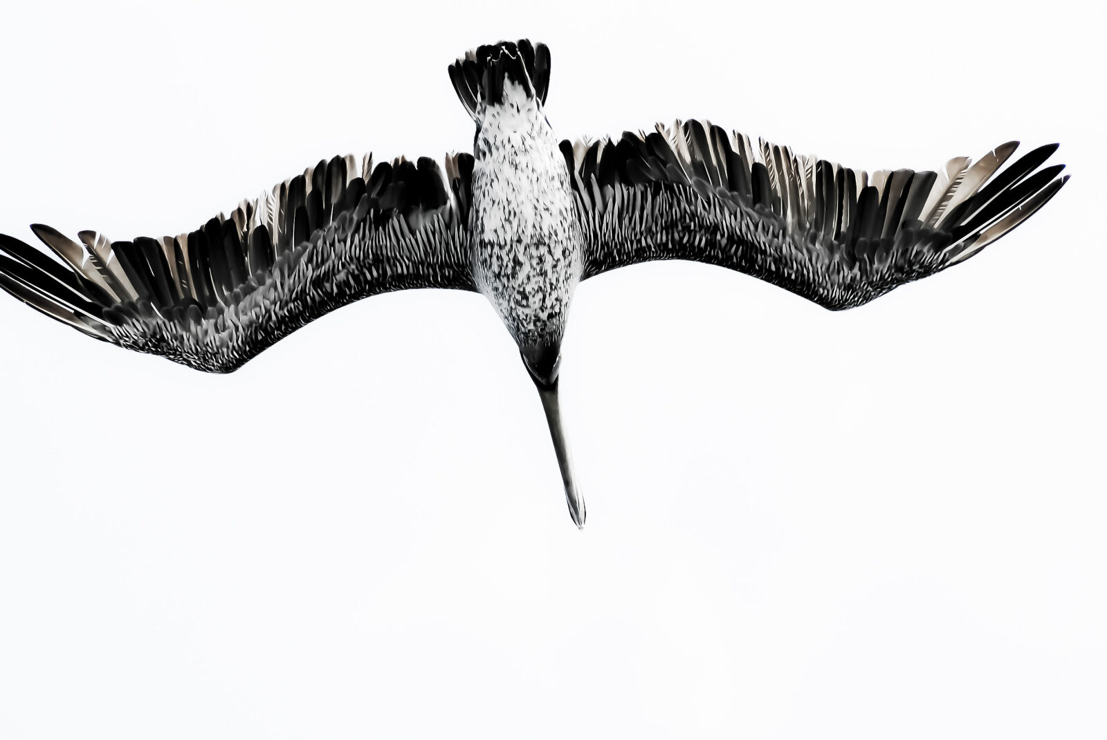 Sony Alpha DSLR-A100 sample photo. Bird, sea, seagull photography