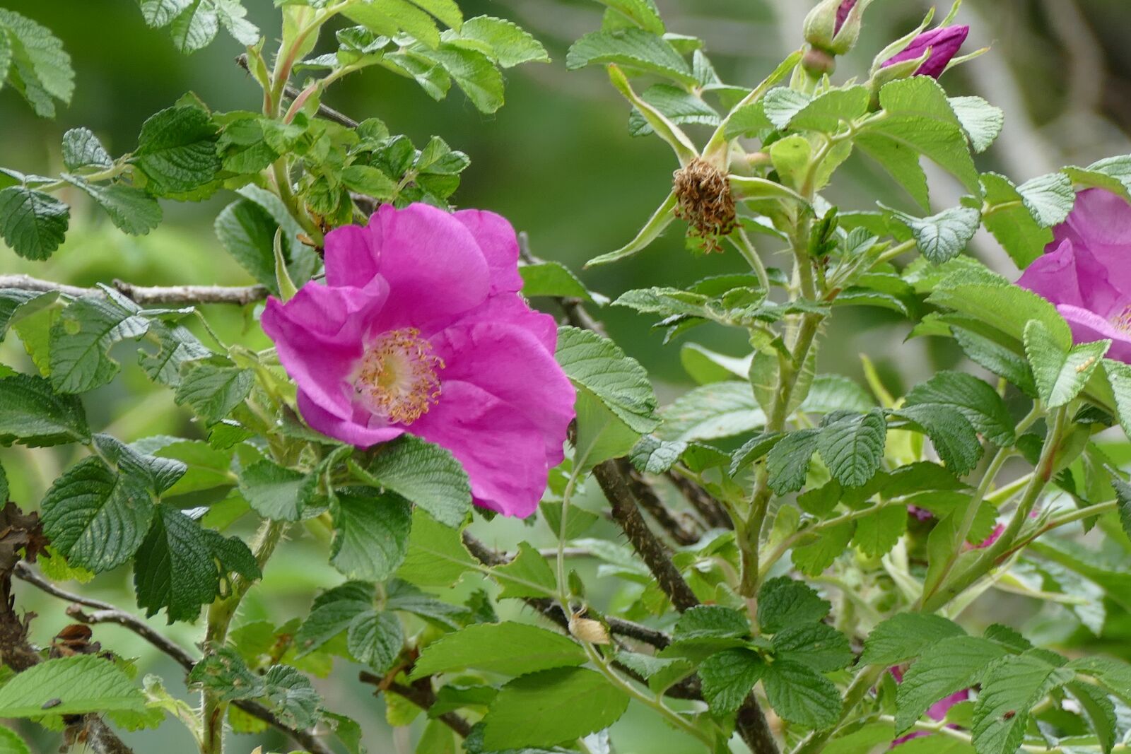 Panasonic Lumix DMC-FZ1000 sample photo. Wanted, flowers, plants photography