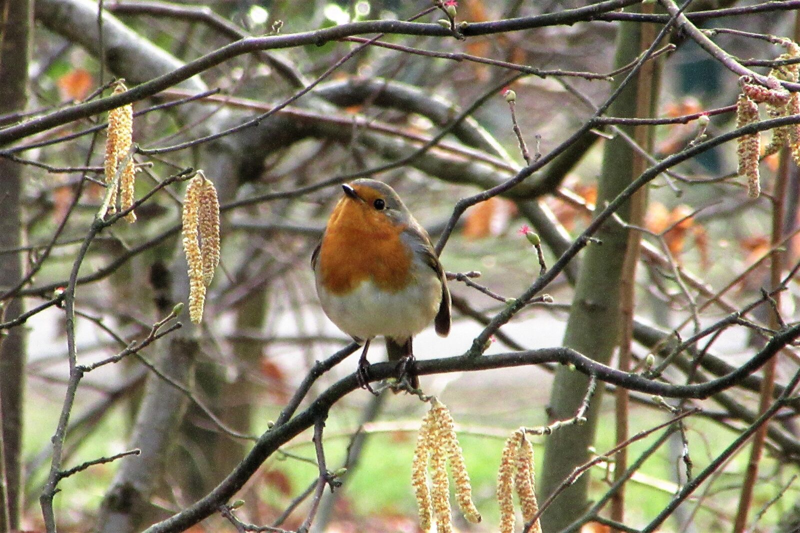 Canon PowerShot SX610 HS sample photo. Robin, branch, hazel photography