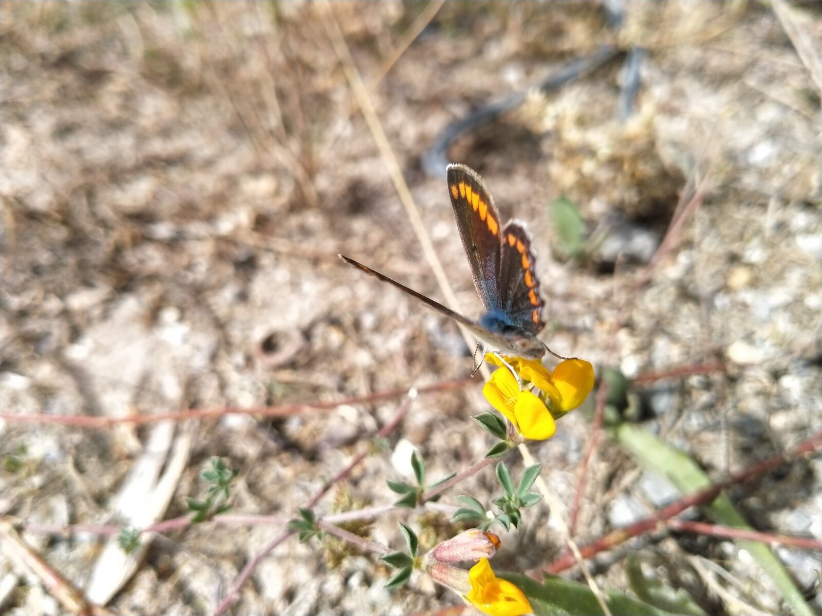 OPPO A5 2020 sample photo. Papillont, butterfly, butterflies photography