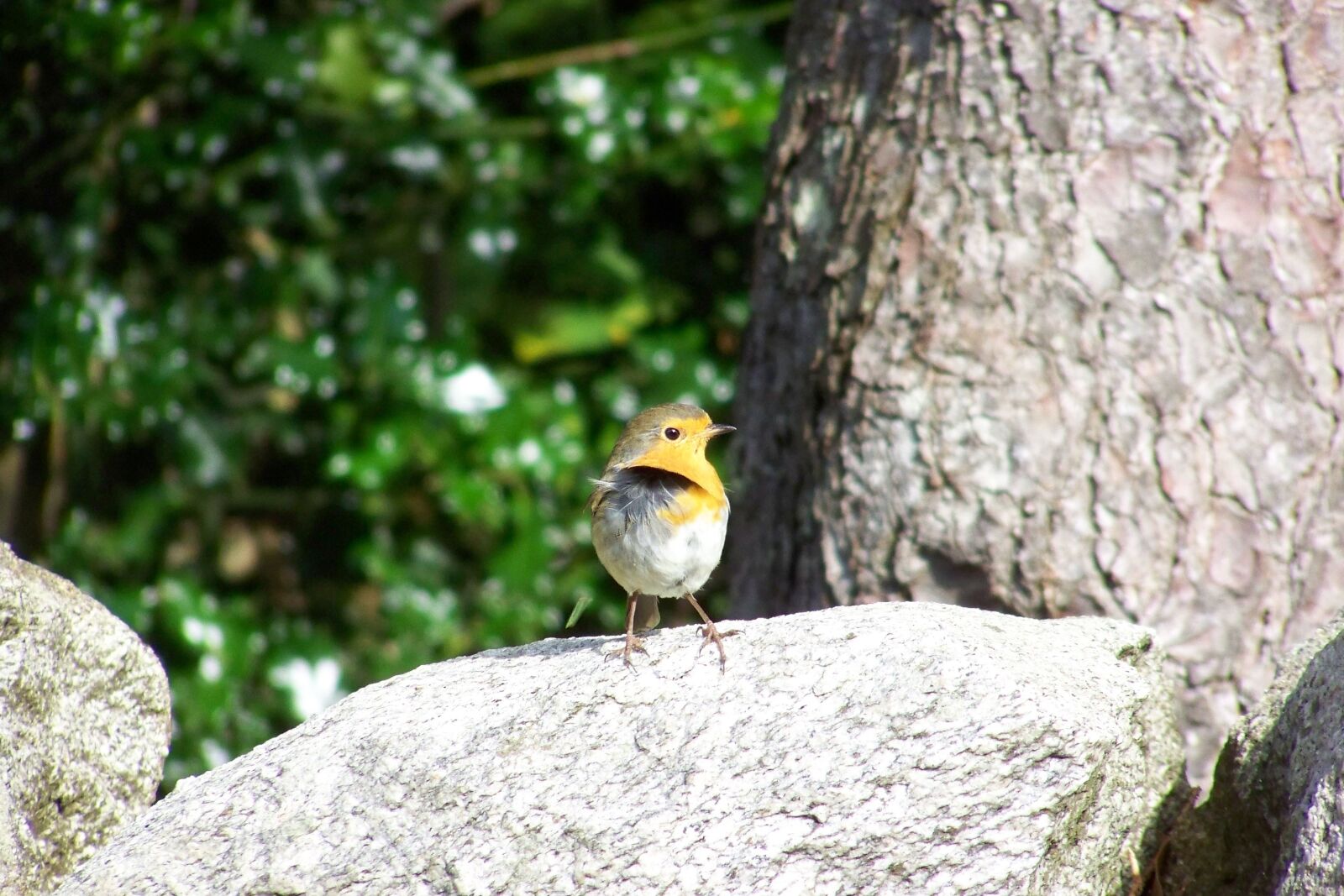 Kodak EASYSHARE ZD710 ZOOM DIGITAL CAMERA sample photo. Robin, bird, songbird photography