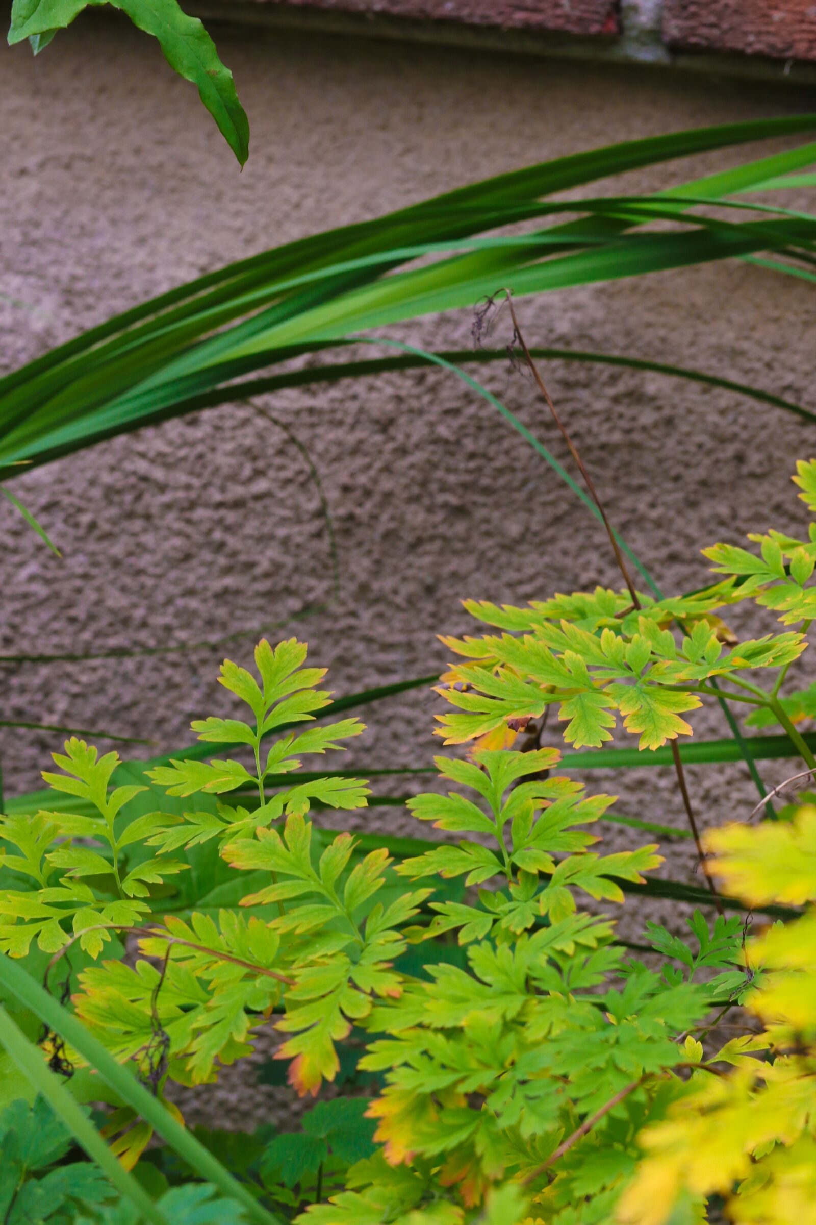 Canon EOS 7D Mark II sample photo. Leaf, plant, autumn leaves photography