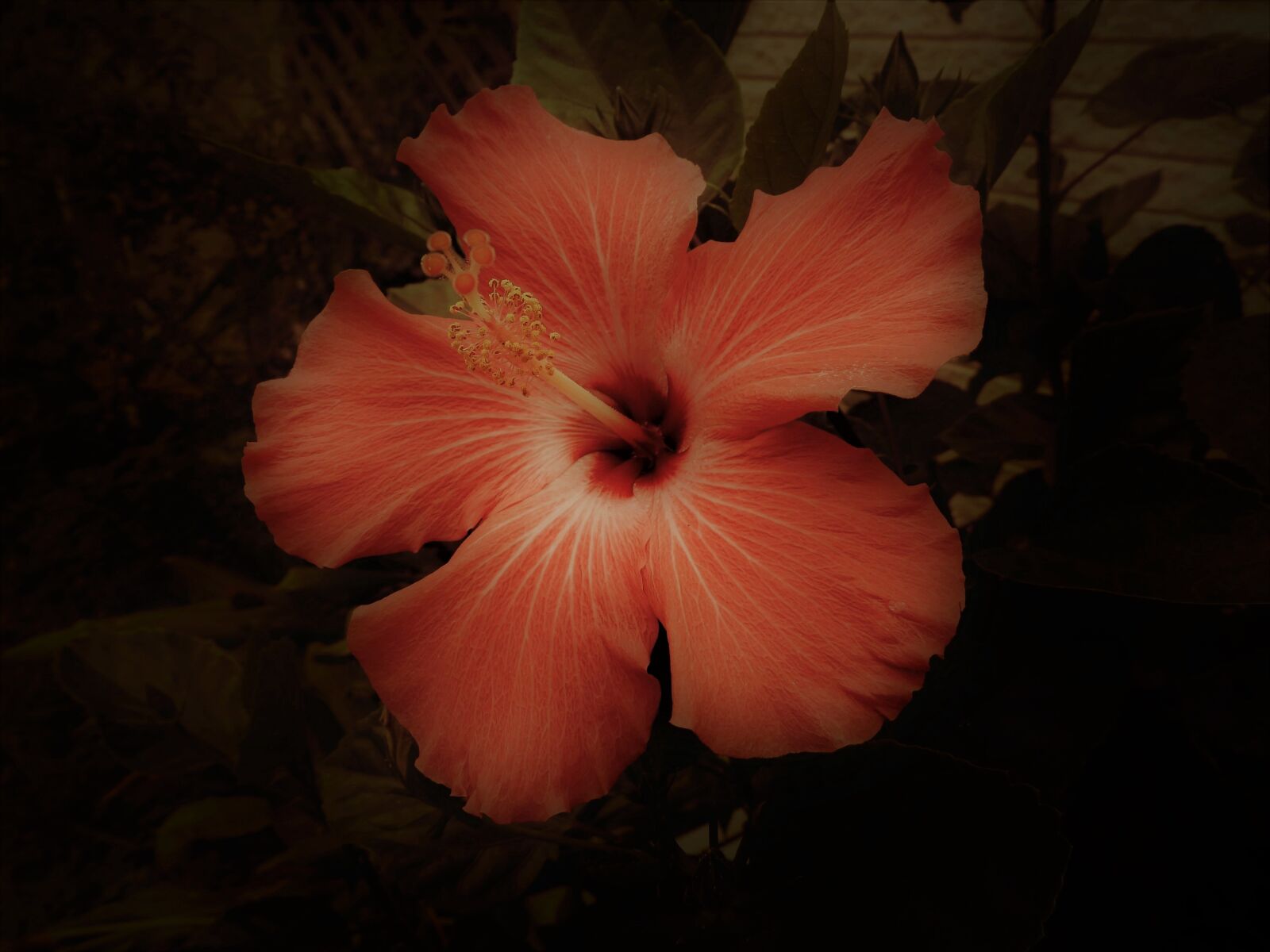 Nikon Coolpix P1000 sample photo. Hibiscus, garden, bloom photography