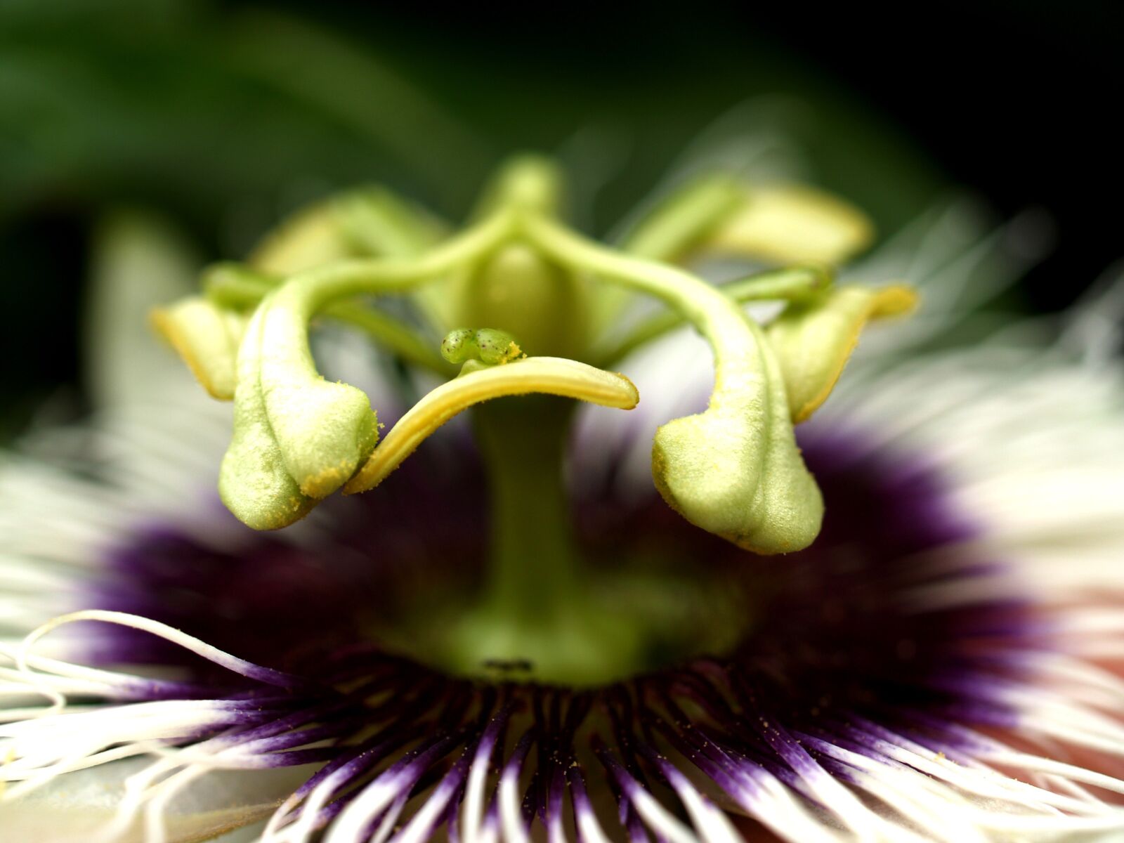 Olympus E-300 (EVOLT E-300) sample photo. Passion, flower, fruit photography