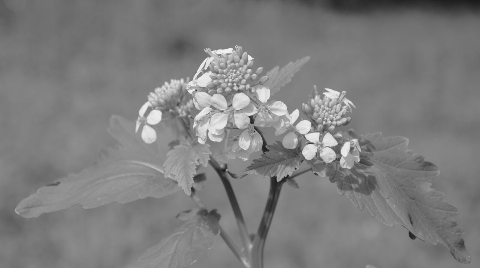 Nikon D5200 sample photo. Flower, photo black white photography