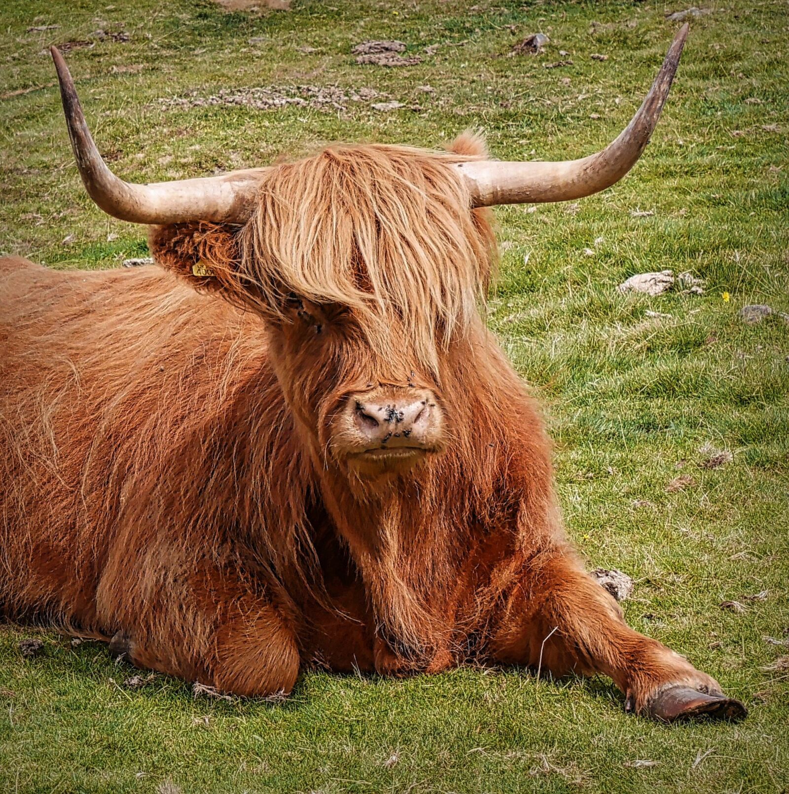 Panasonic Lumix DMC-GX7 sample photo. Hairy, cattle, nature photography