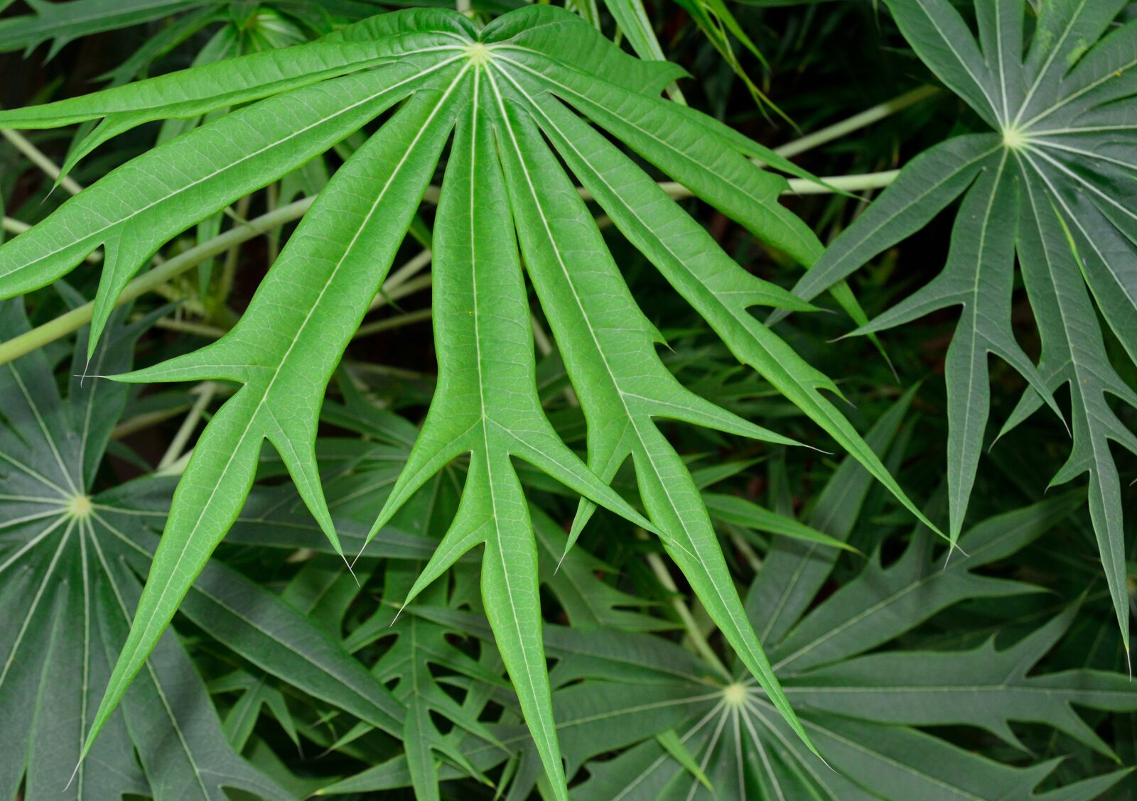 Nikon D5200 sample photo. Fatsia, plant, leaf photography