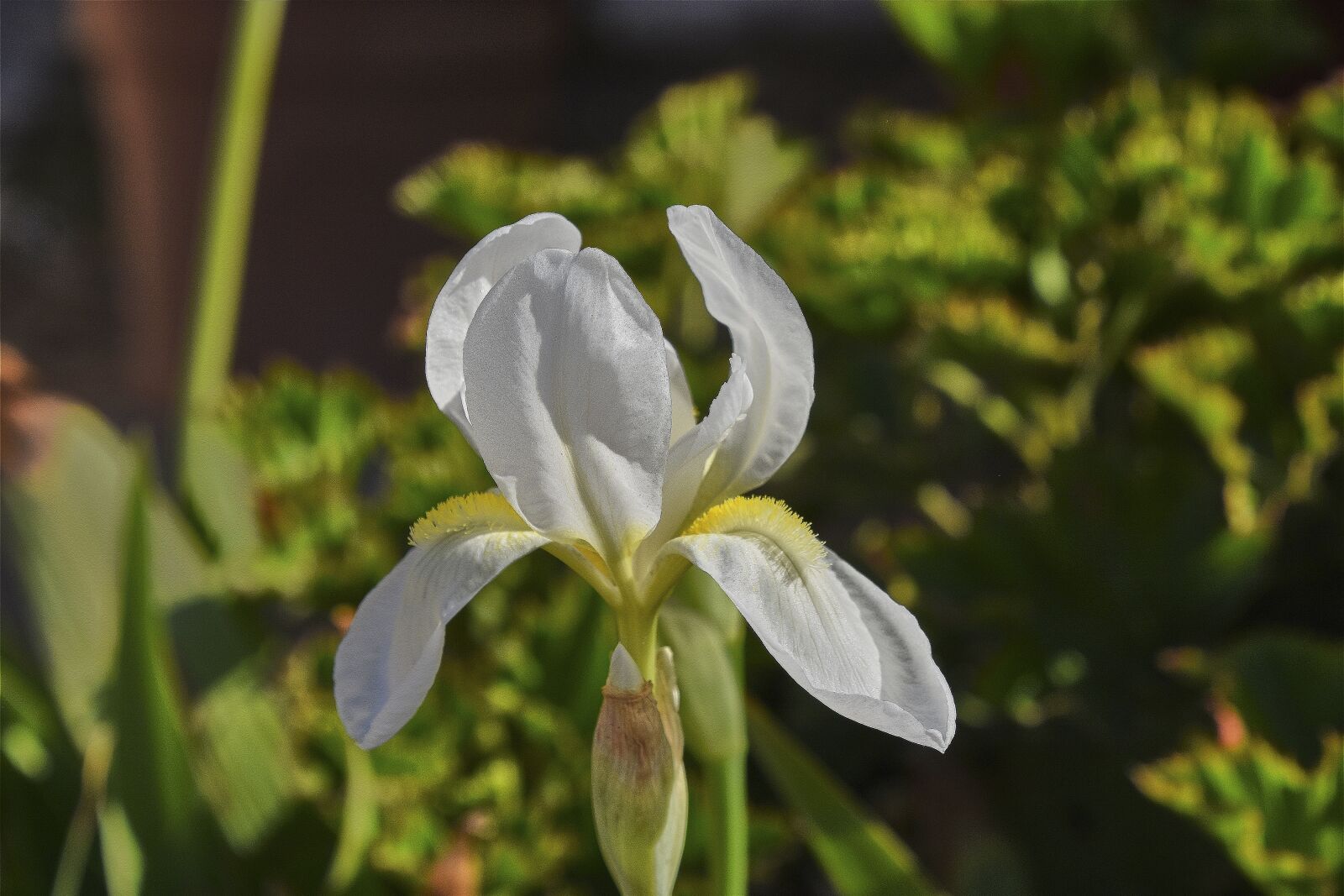 Nikon D7200 sample photo. Flower, garden, plant photography
