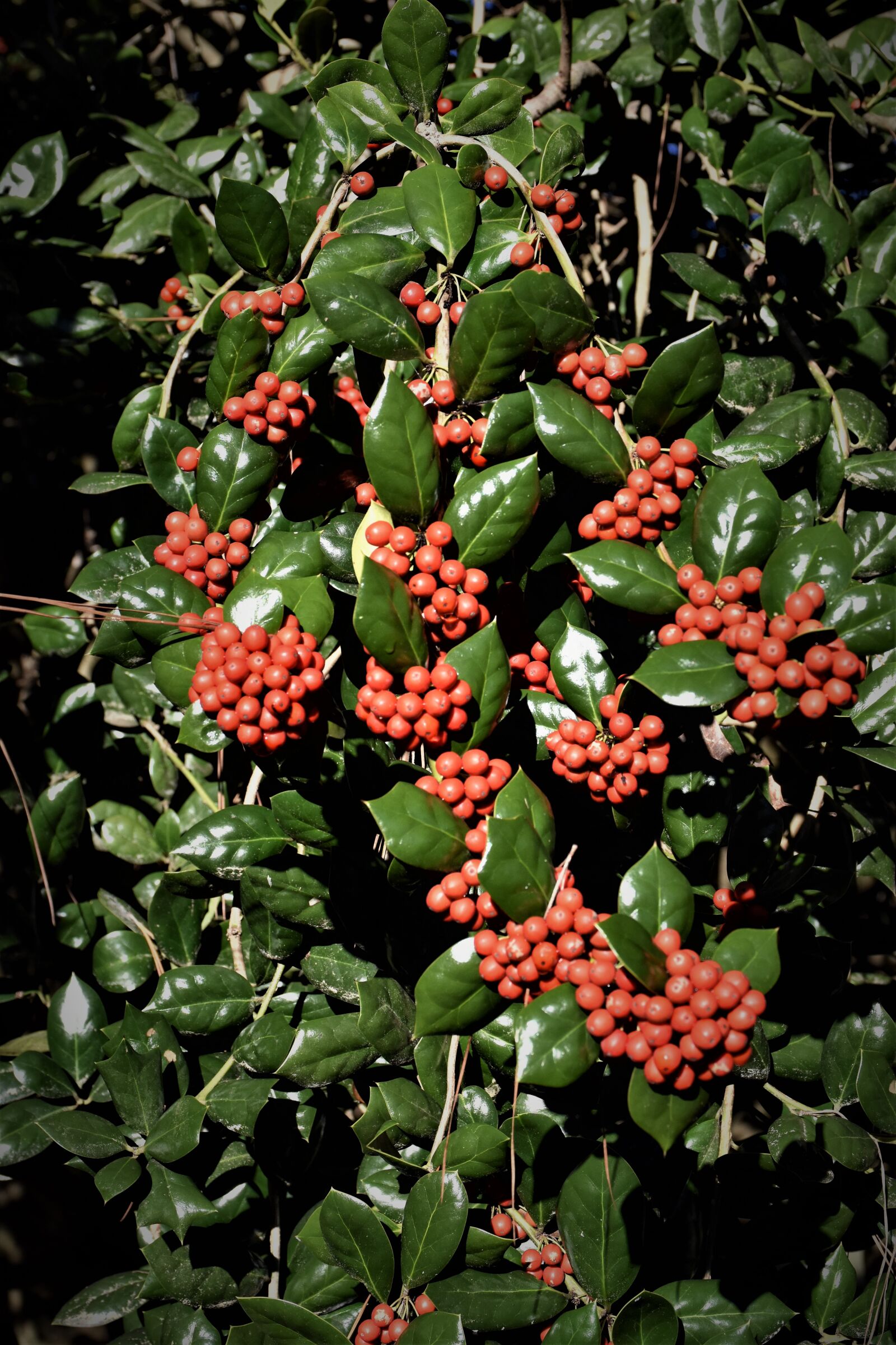 Nikon D7200 sample photo. Christmas, holly, hollyberries photography