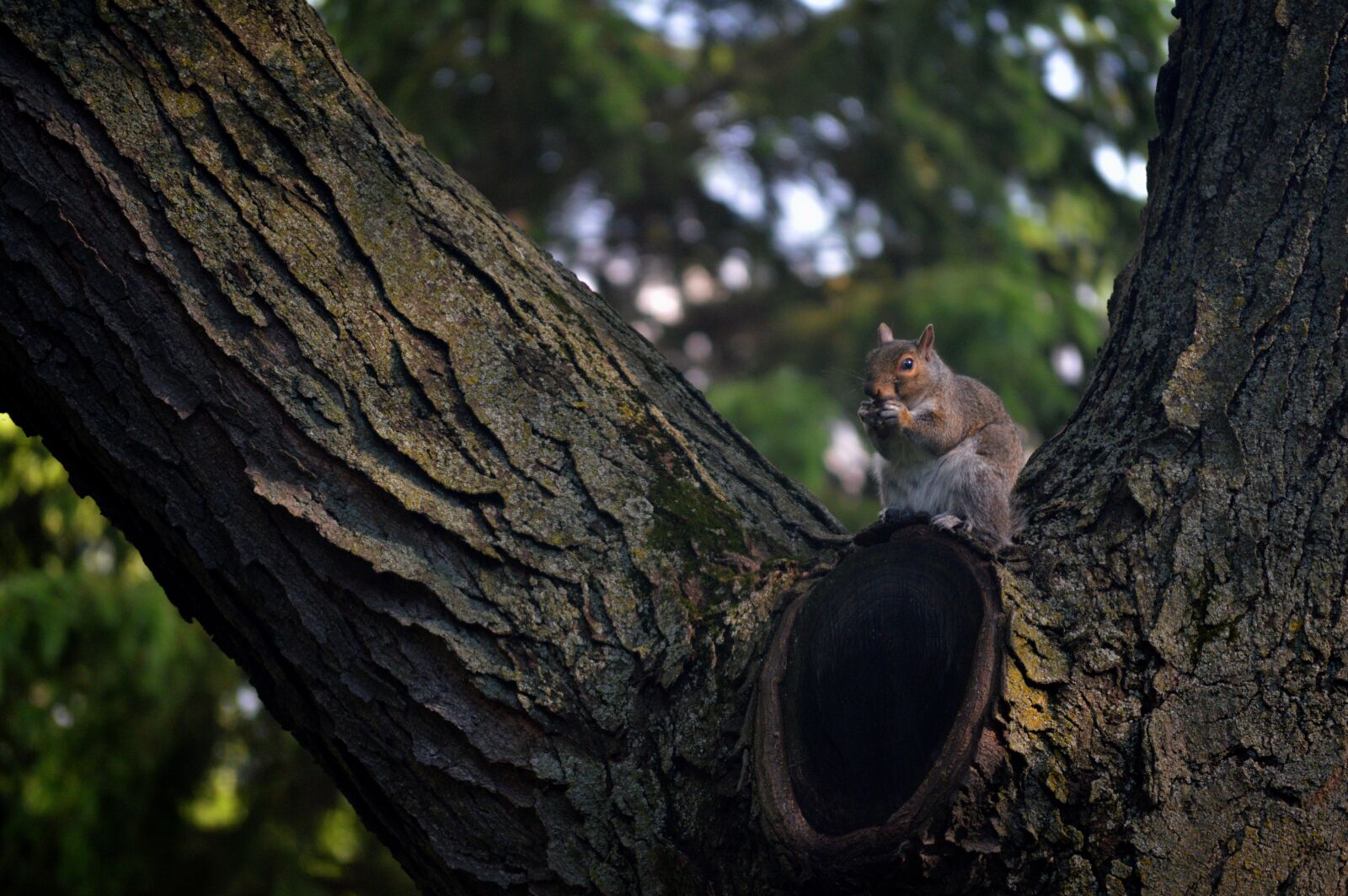 Nikon AF-S DX Nikkor 55-200mm F4-5.6G VR sample photo. Animal, nature, squirrel, tree photography