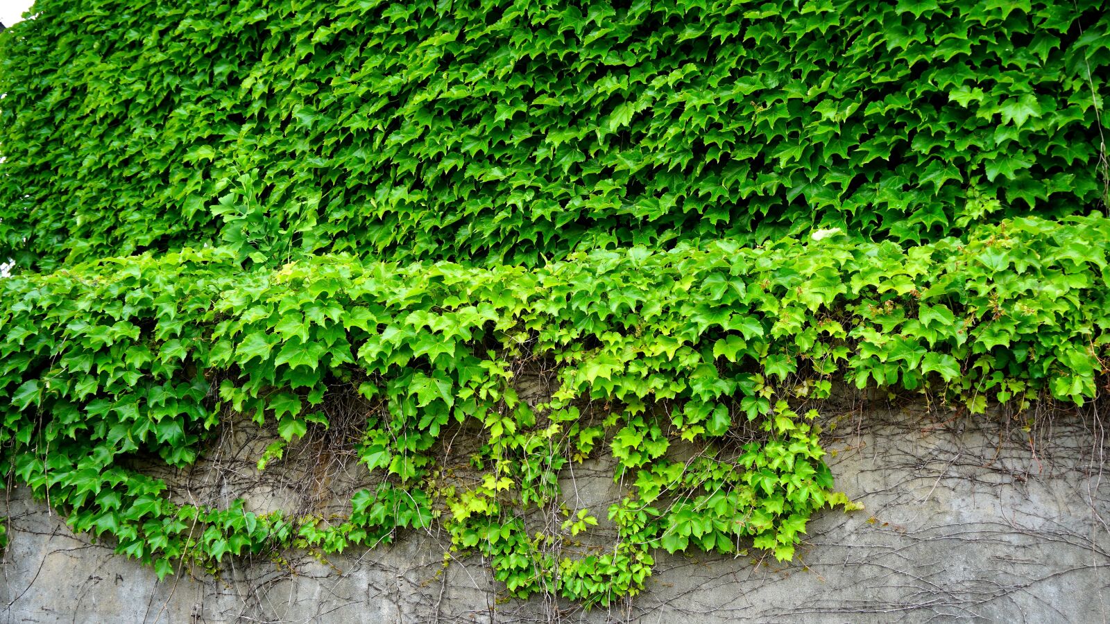 Sony a5100 sample photo. Ivy, the vine, leaf photography