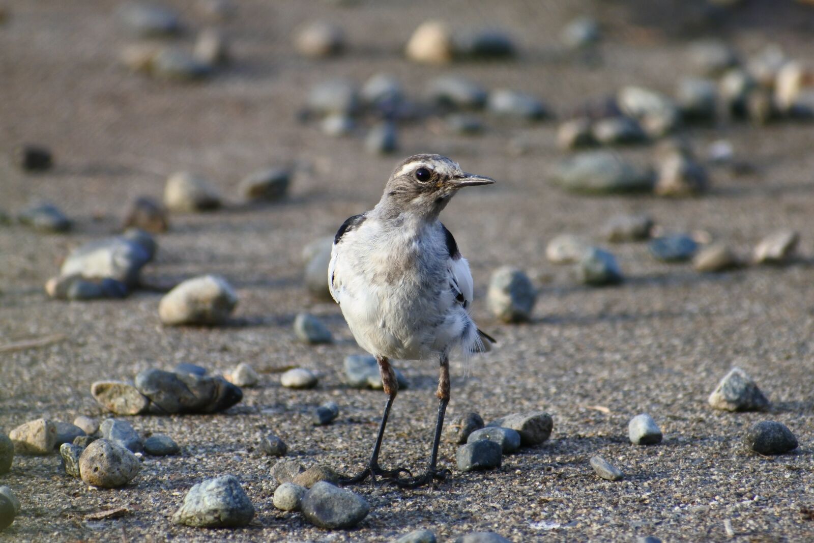VR 70-300mm f/4.5-6.3G sample photo. Animal, little bird, high photography