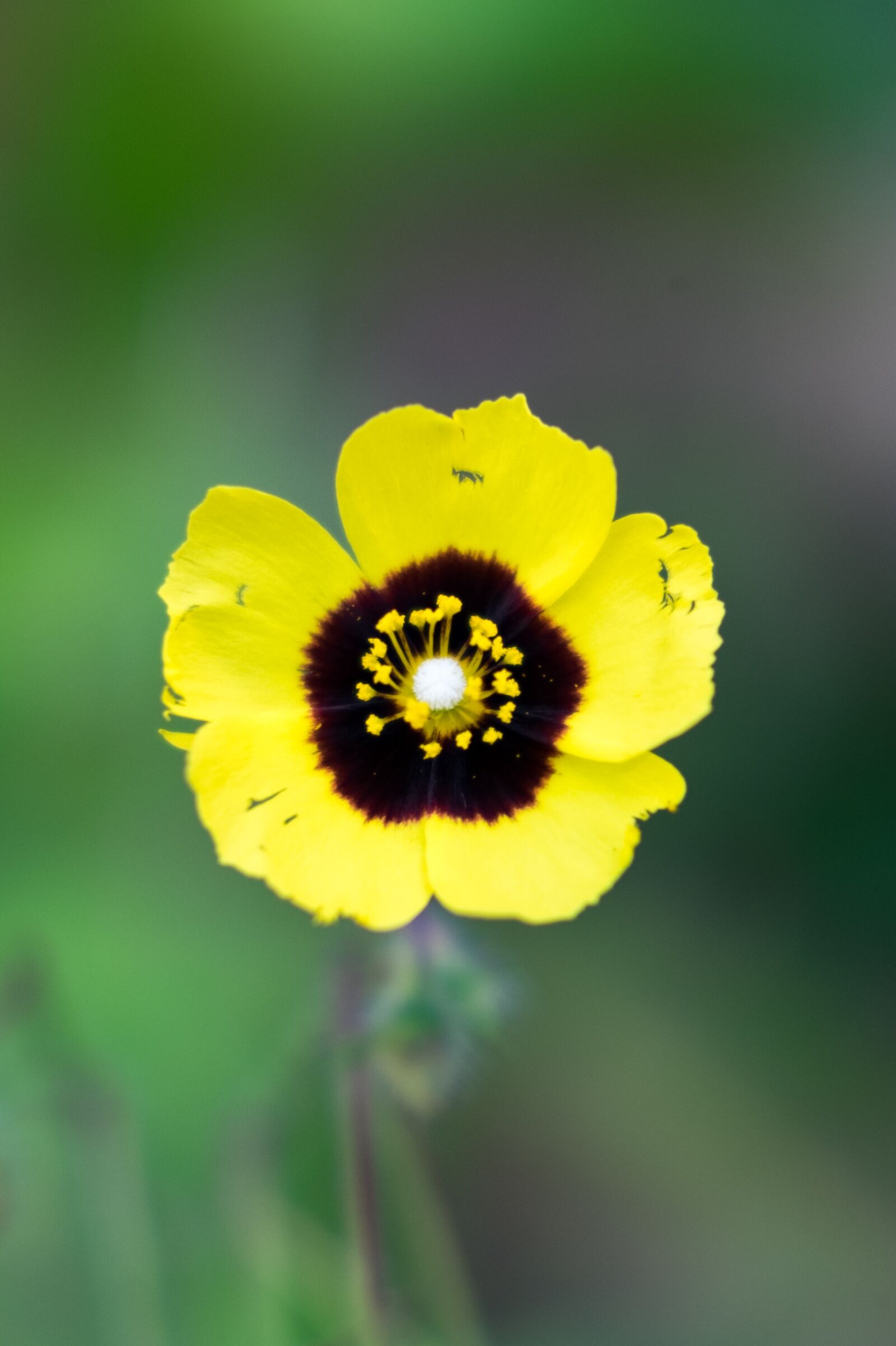 Fujifilm X-T10 sample photo. Flower, nature, summer photography
