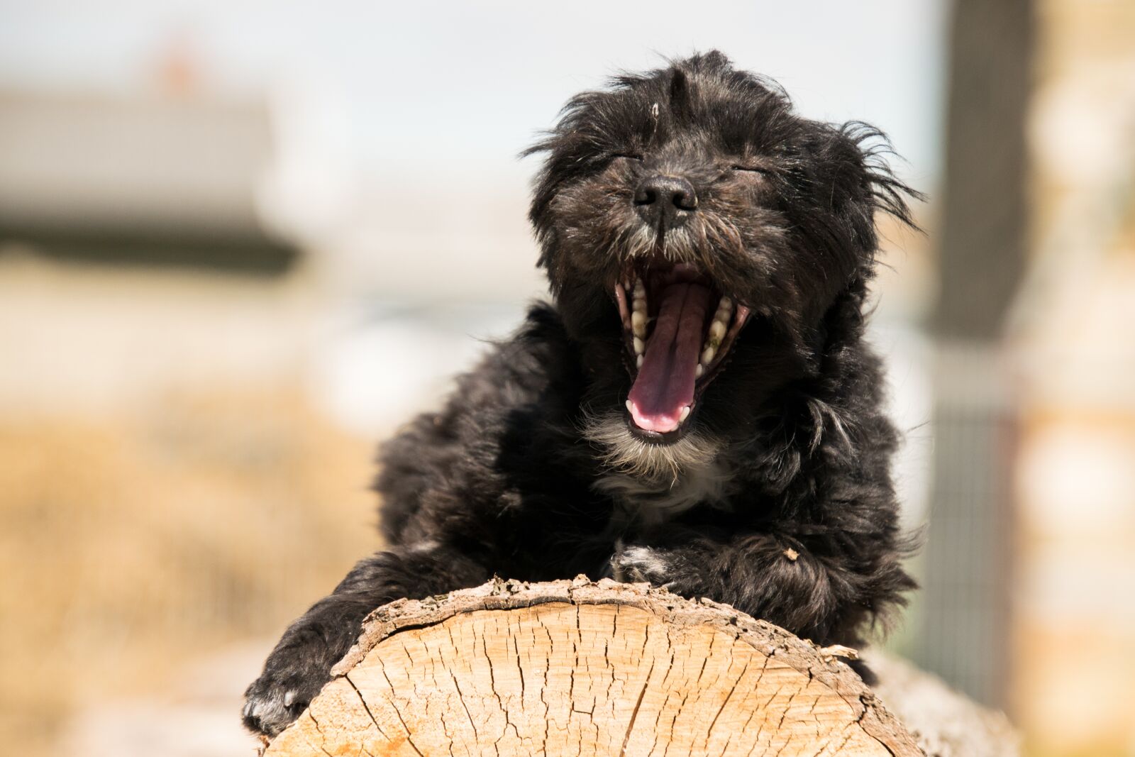 Nikon D3300 sample photo. Animal, mammal, cute photography