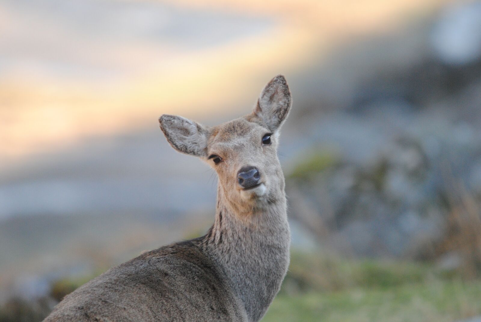 Nikon D3000 sample photo. Beautiful, sika, hind photography