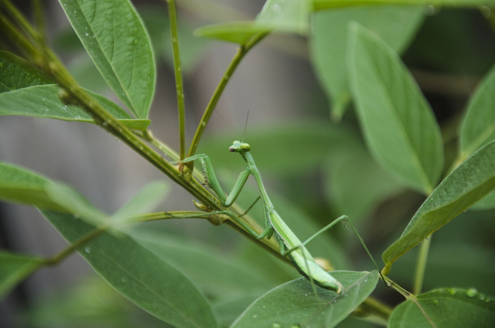 Nikon D7000 sample photo. Mantis, insect, nature photography