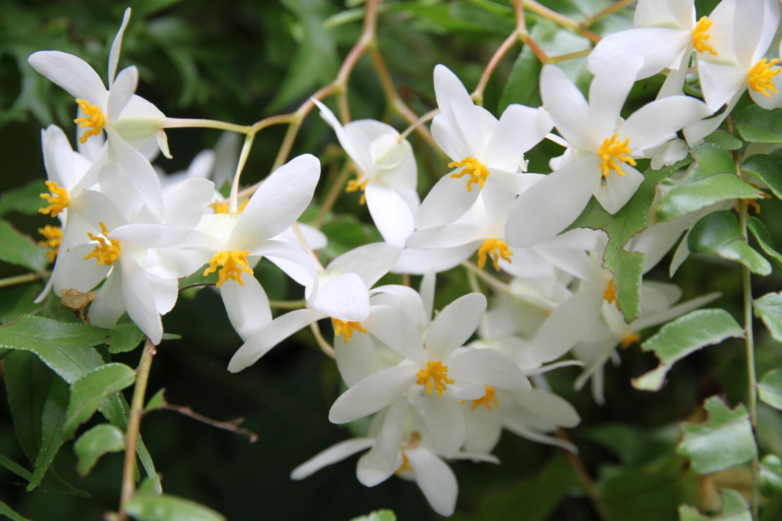 Canon EOS 500D (EOS Rebel T1i / EOS Kiss X3) sample photo. White flowers, garden, botanical photography