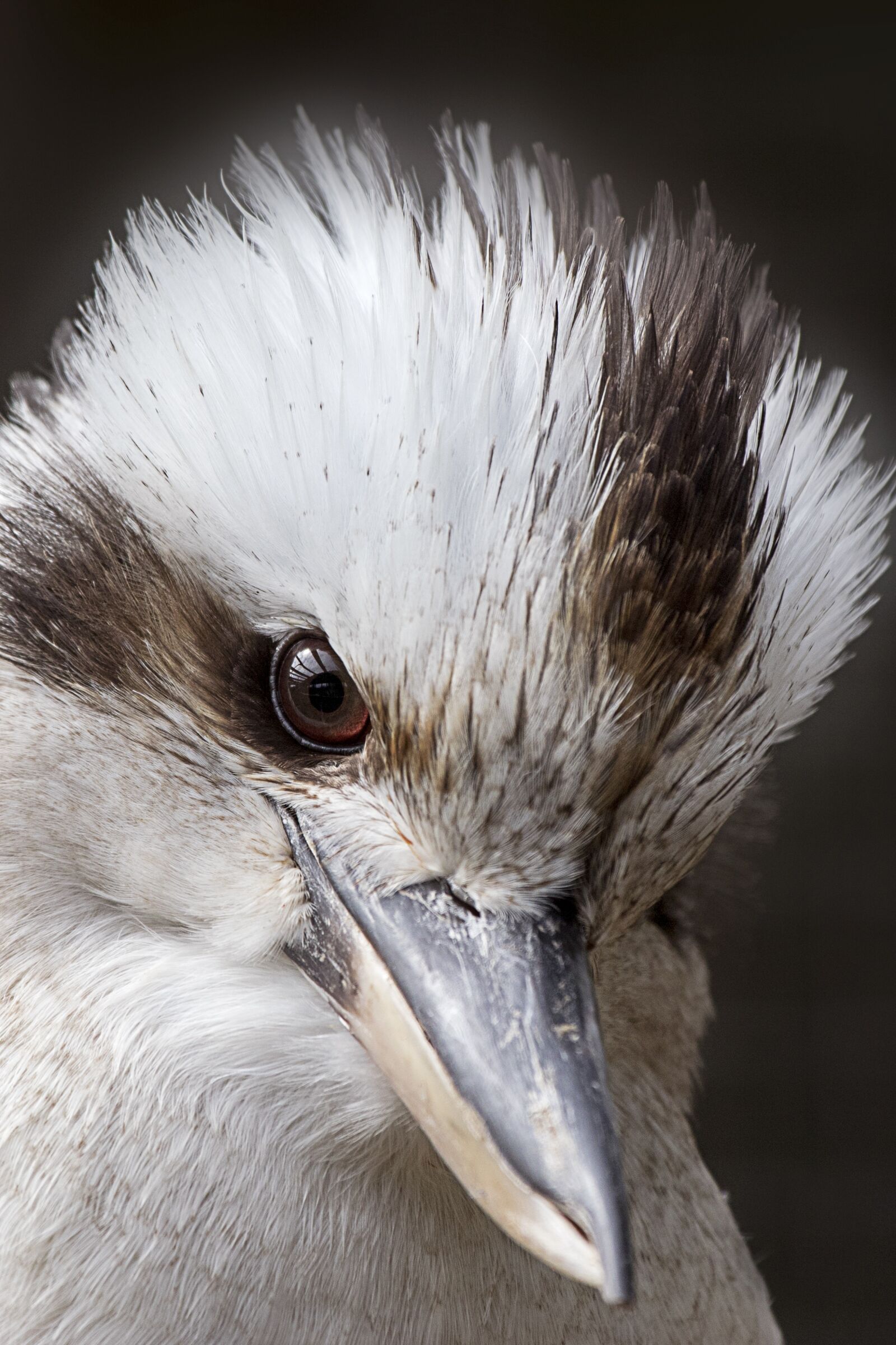 Canon EOS 7D Mark II sample photo. Kookaburra, bird, kingfisher photography