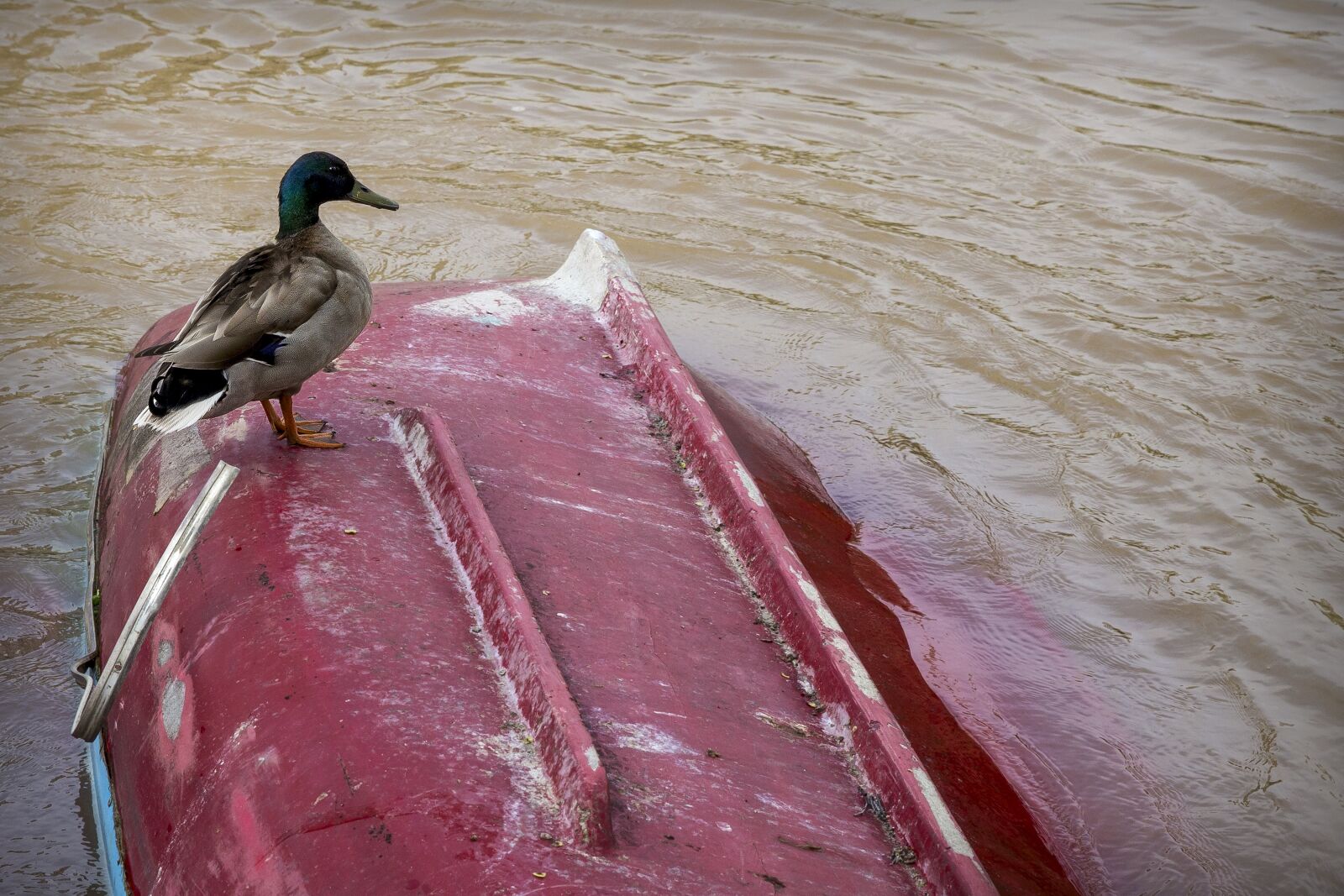 Canon EOS 6D sample photo. Boat, duck, water photography